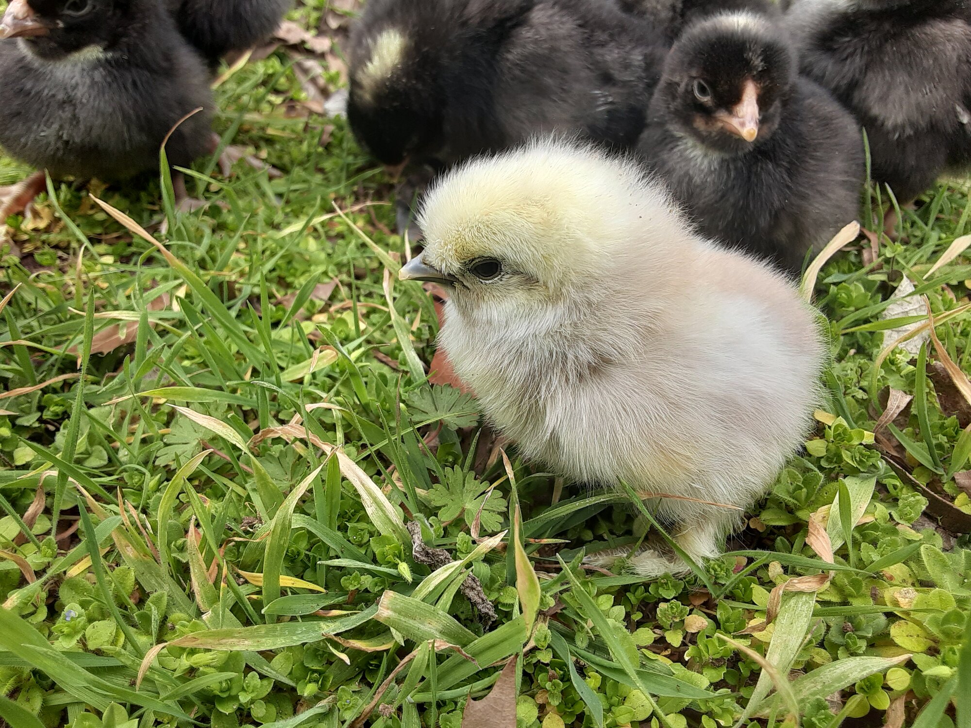 Cutest Baby Fowl Photo Contest—16th Annual 10.jpg