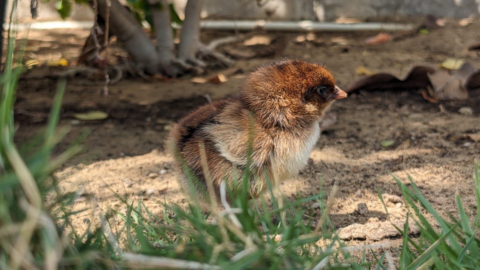 Cutest Baby Fowl Photo Contest—16th Annual 100.jpg