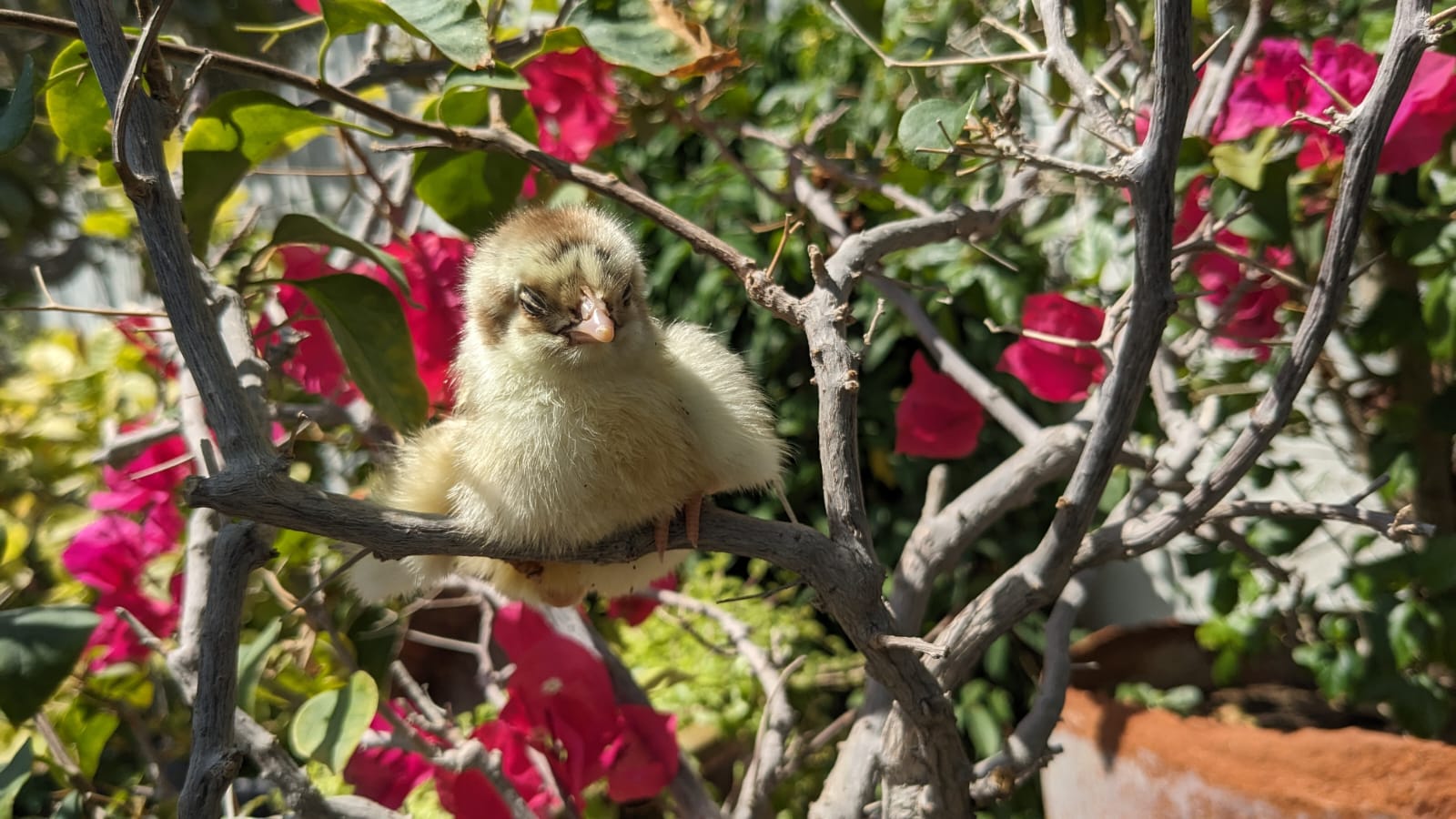 Cutest Baby Fowl Photo Contest—16th Annual 101.jpg