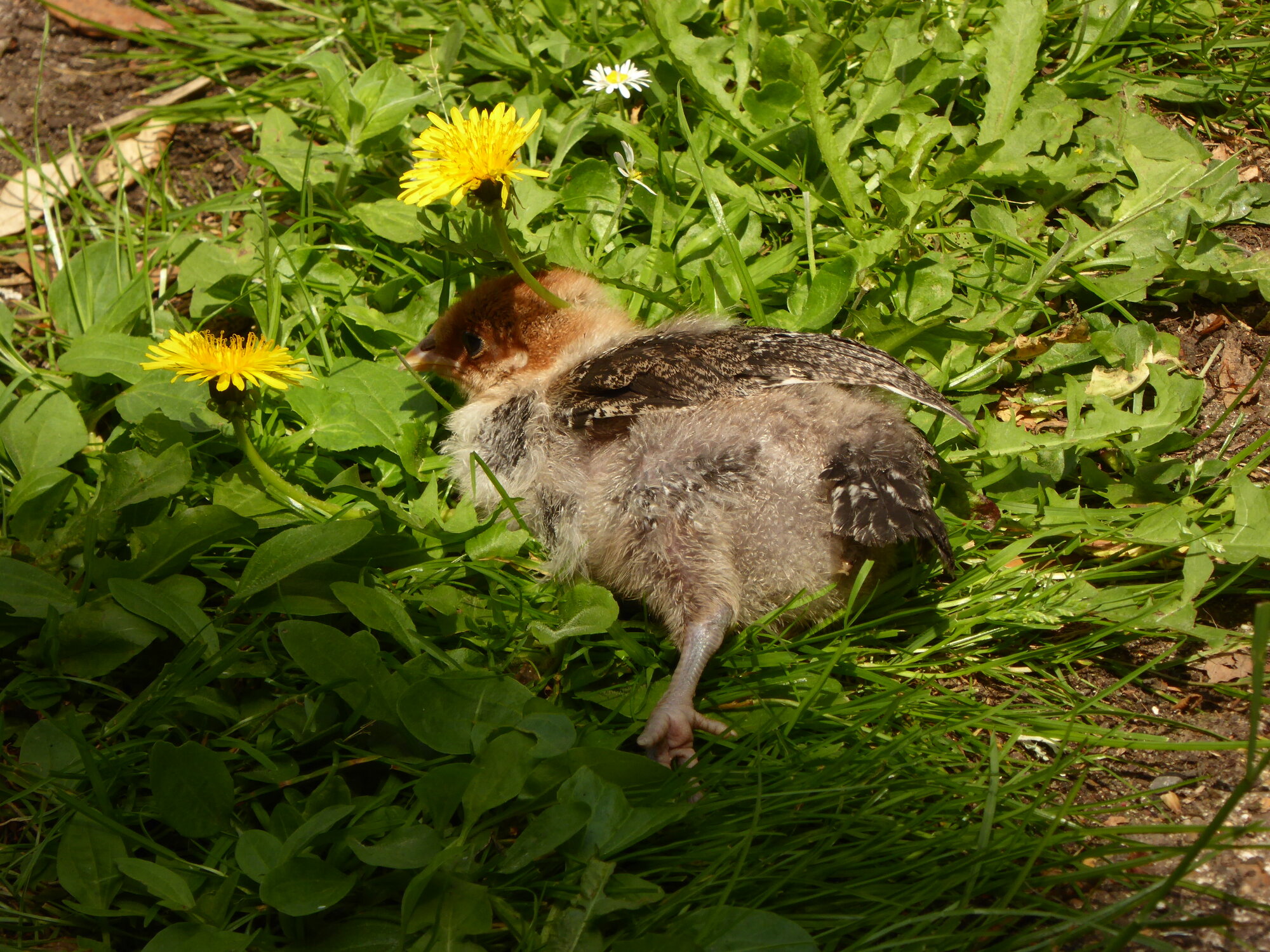 Cutest Baby Fowl Photo Contest—16th Annual 108.jpg