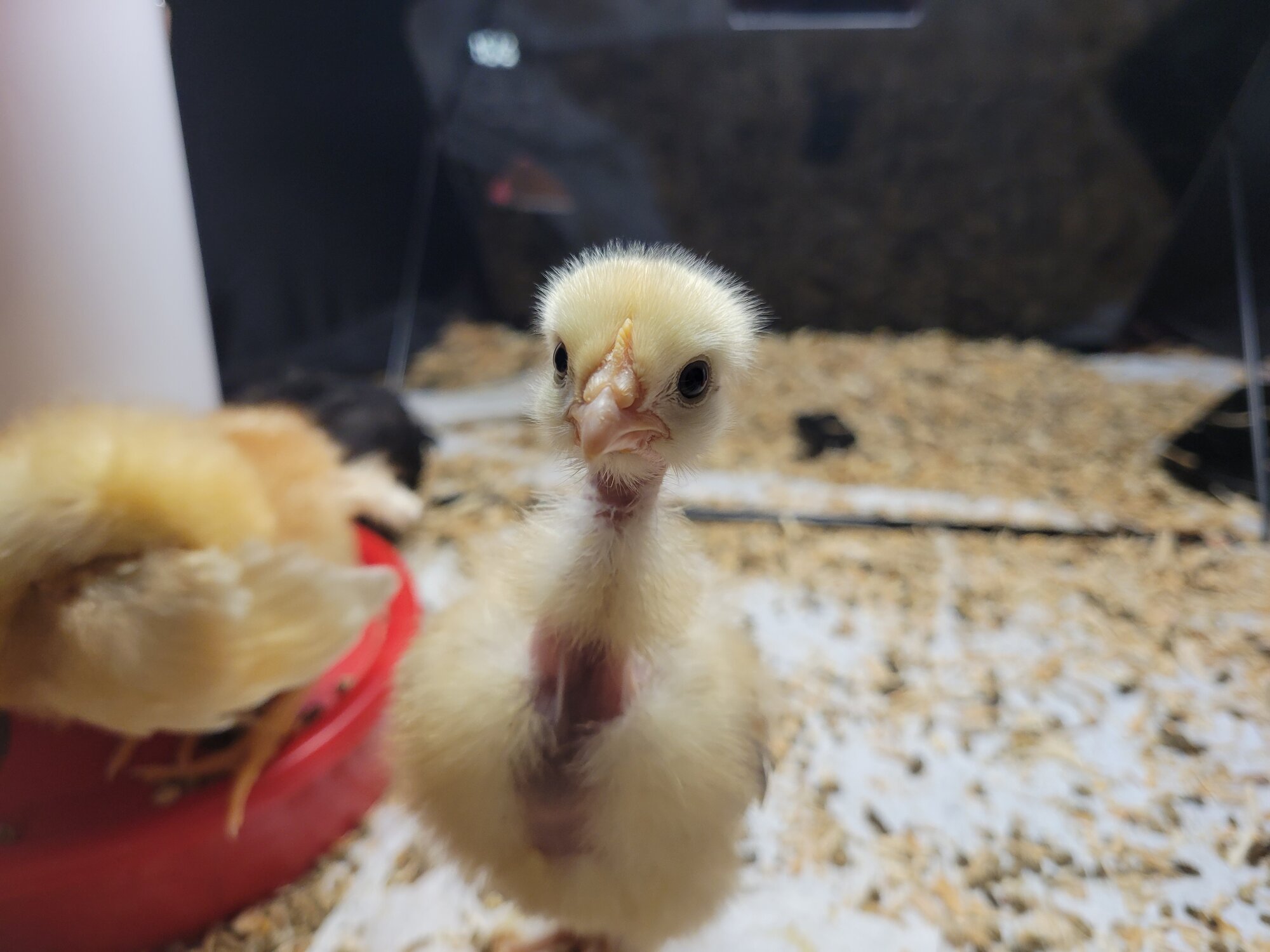 Cutest Baby Fowl Photo Contest—16th Annual 113.jpg