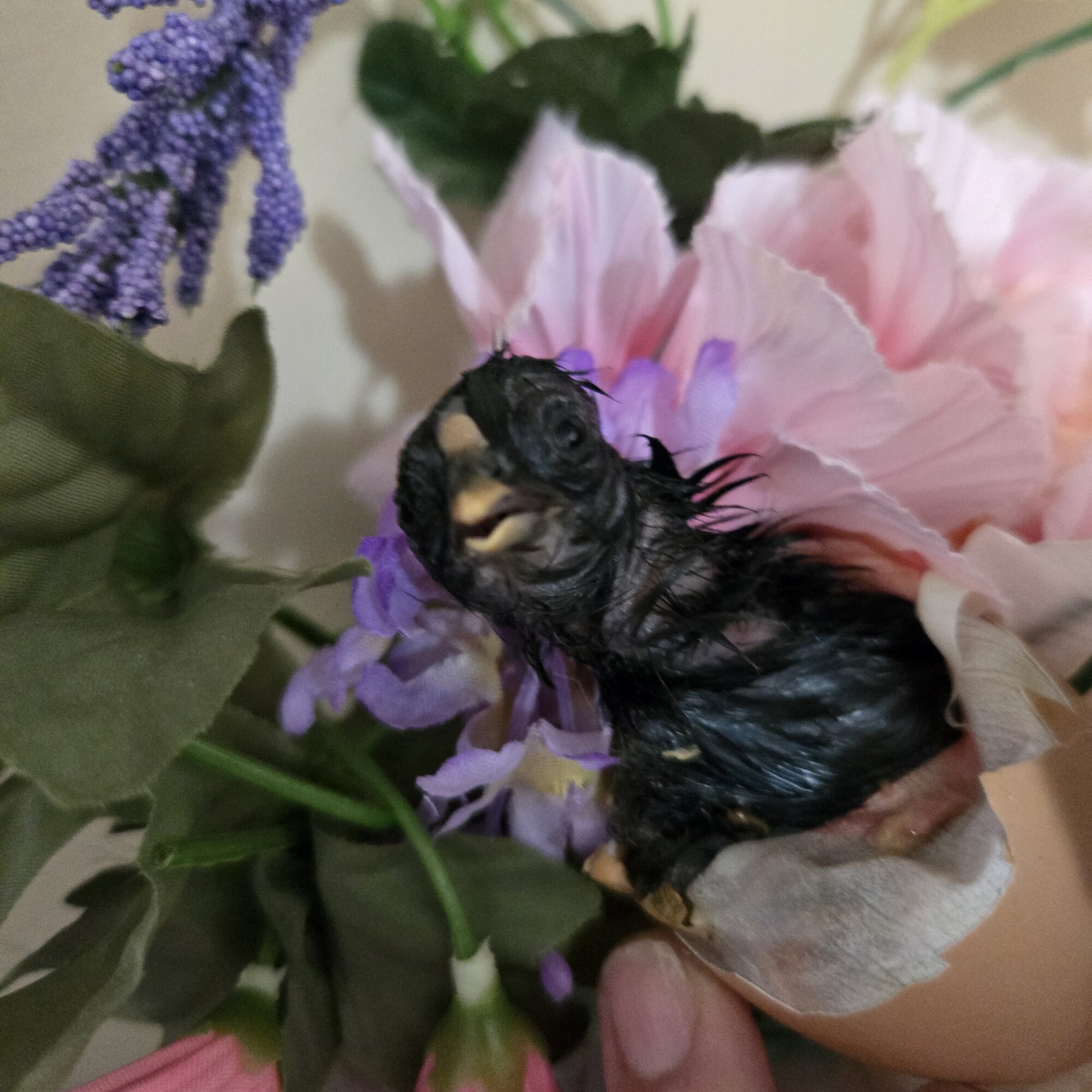 Cutest Baby Fowl Photo Contest—16th Annual 115.jpg