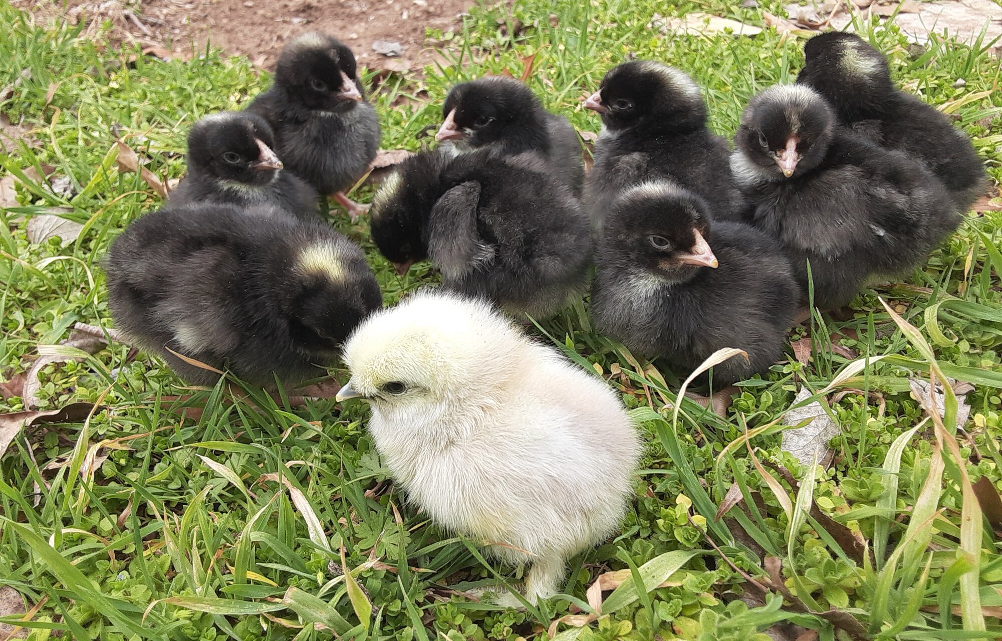 Cutest Baby Fowl Photo Contest—16th Annual 12.jpg