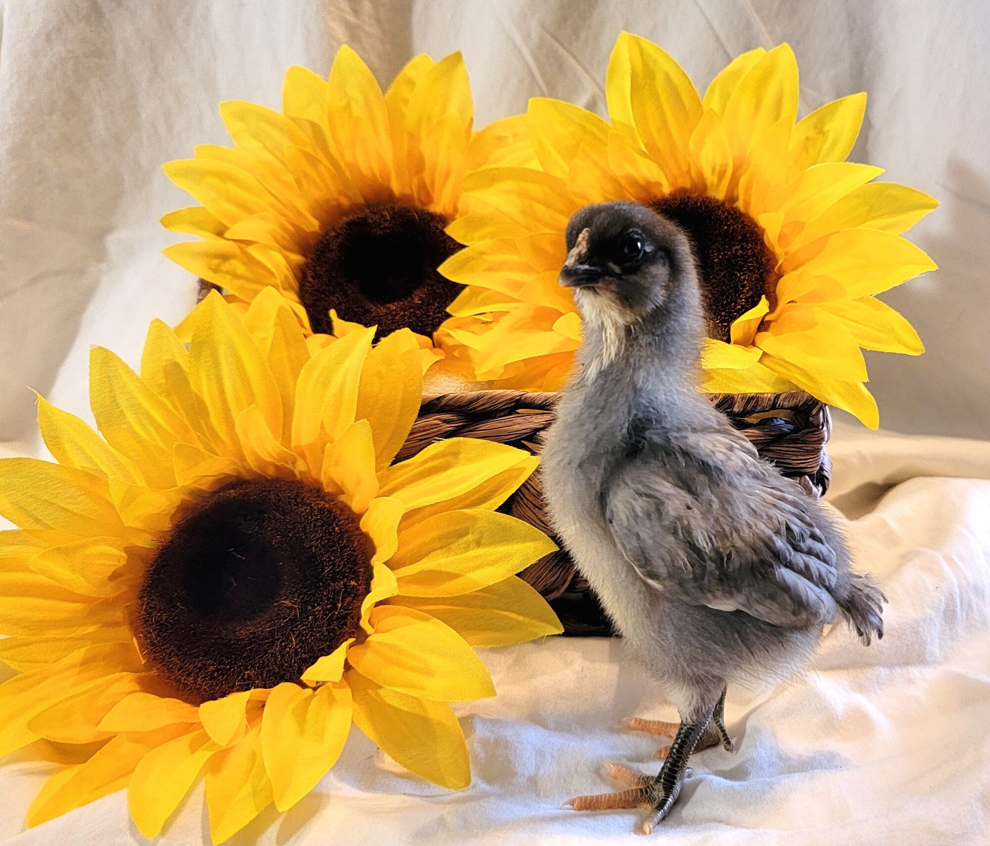 Cutest Baby Fowl Photo Contest—16th Annual 123.jpg