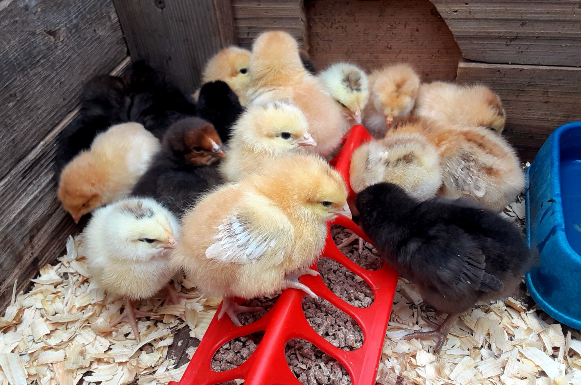 Cutest Baby Fowl Photo Contest—16th Annual 13.jpg