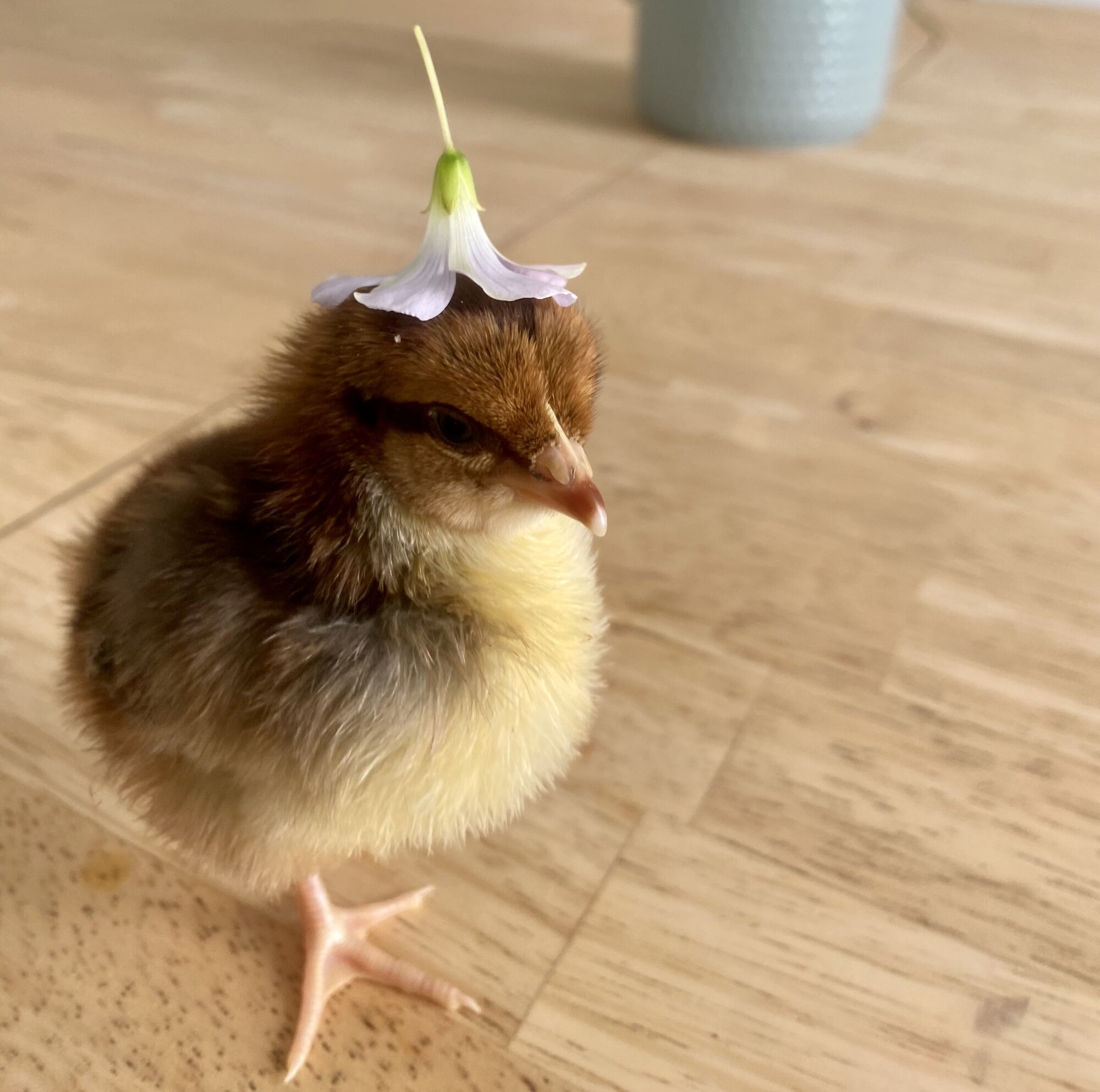 Cutest Baby Fowl Photo Contest—16th Annual 131.jpg