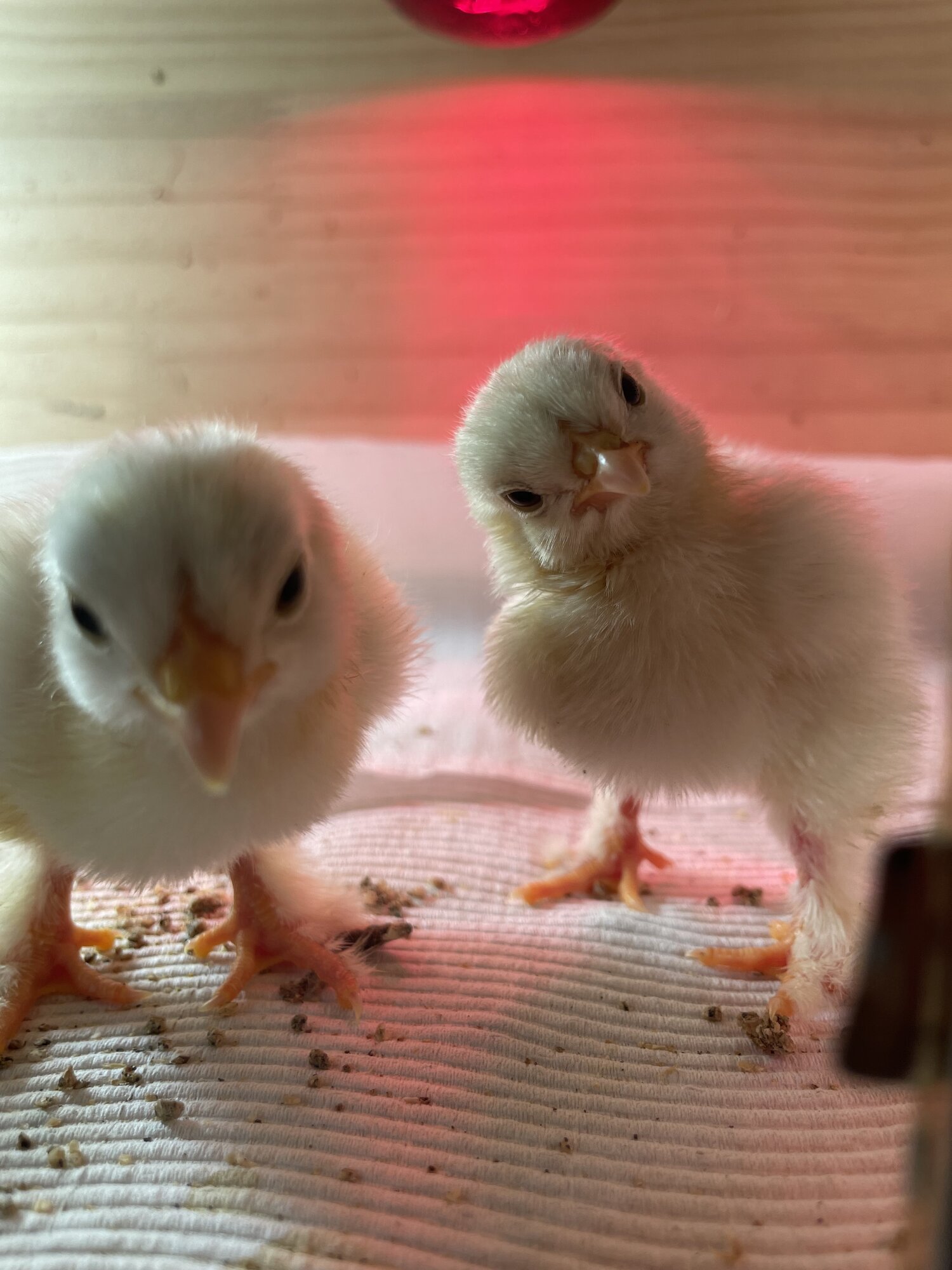 Cutest Baby Fowl Photo Contest—16th Annual 133.jpg