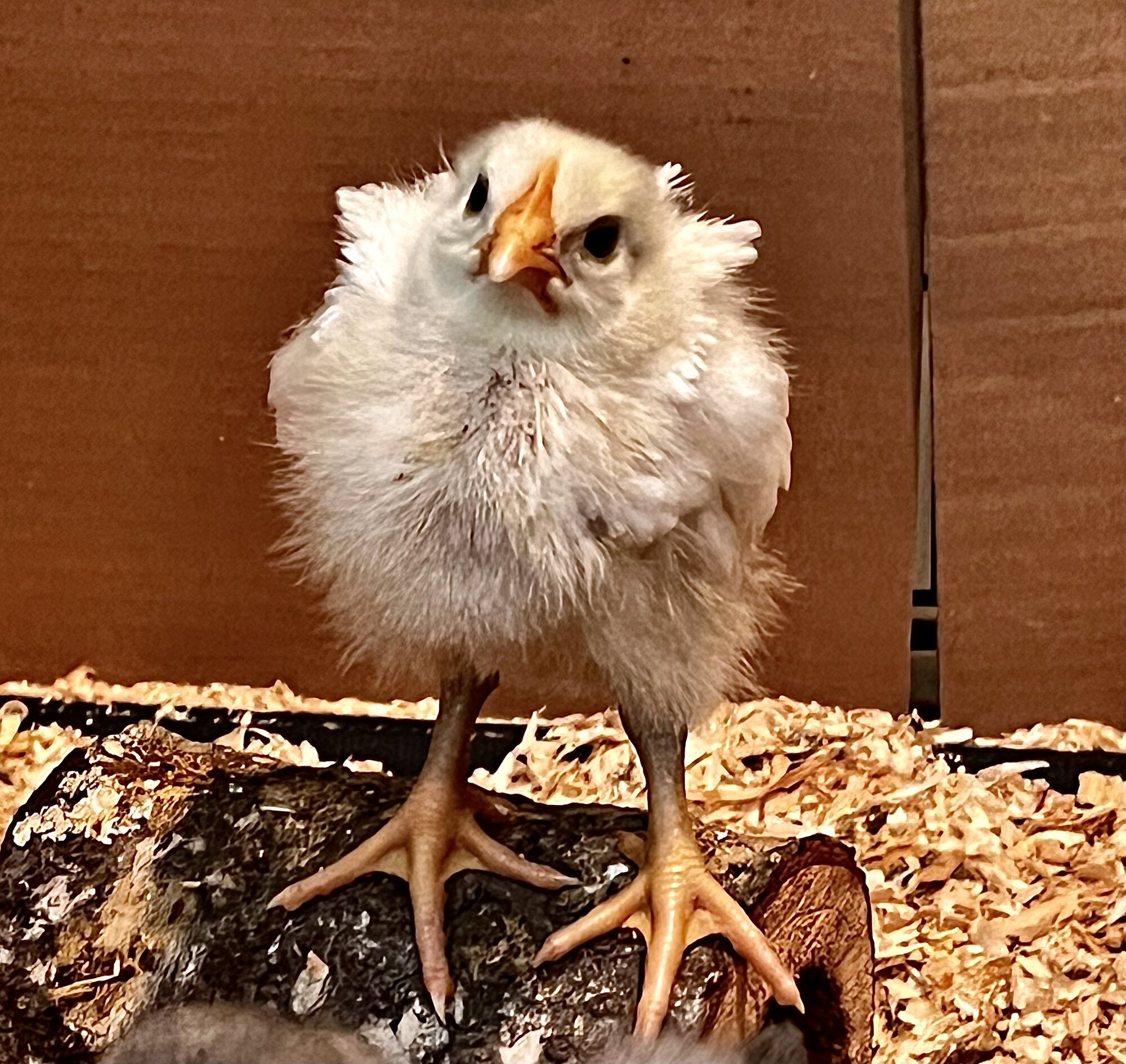 Cutest Baby Fowl Photo Contest—16th Annual 139.jpg