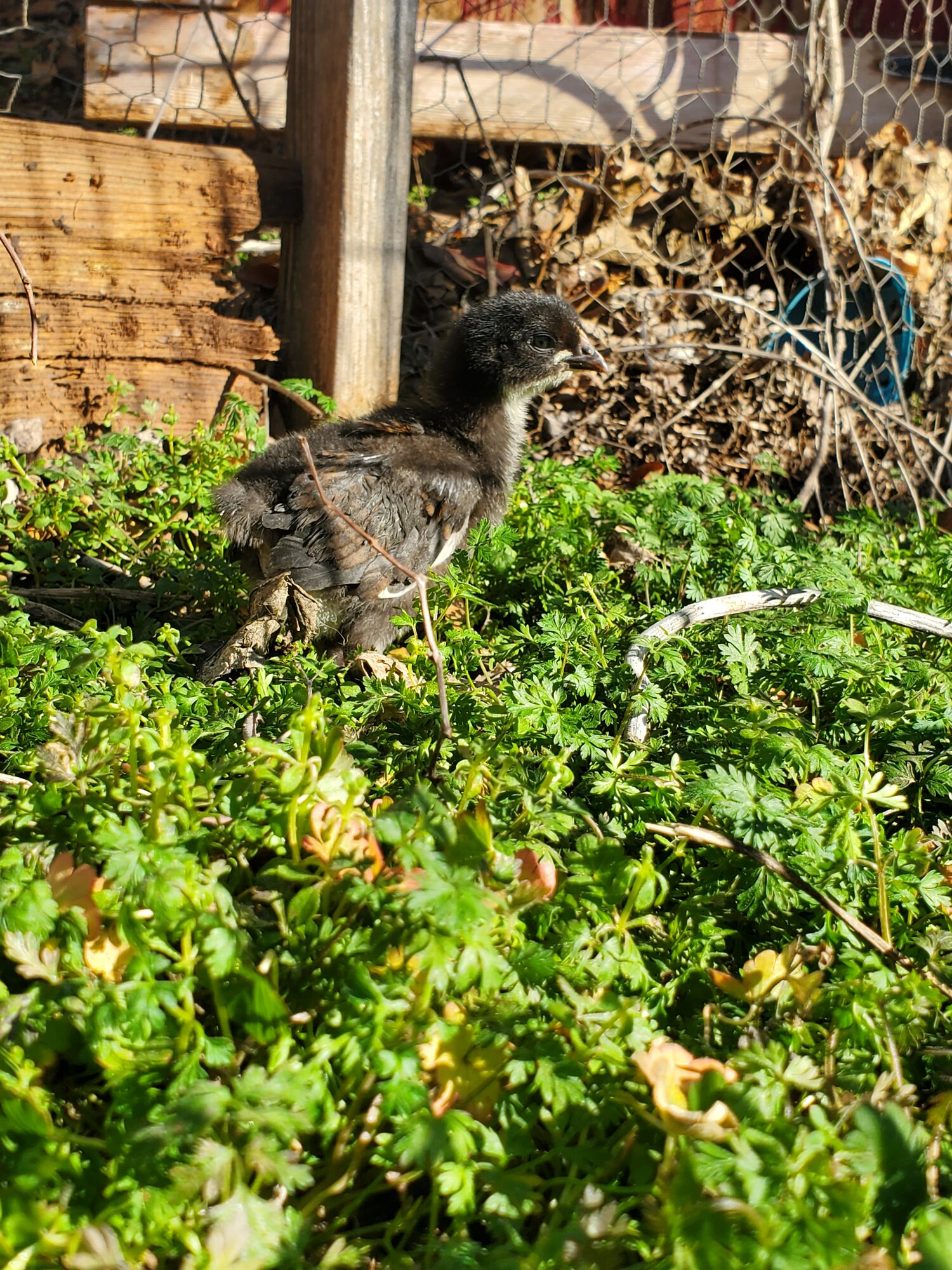 Cutest Baby Fowl Photo Contest—16th Annual 14.jpg