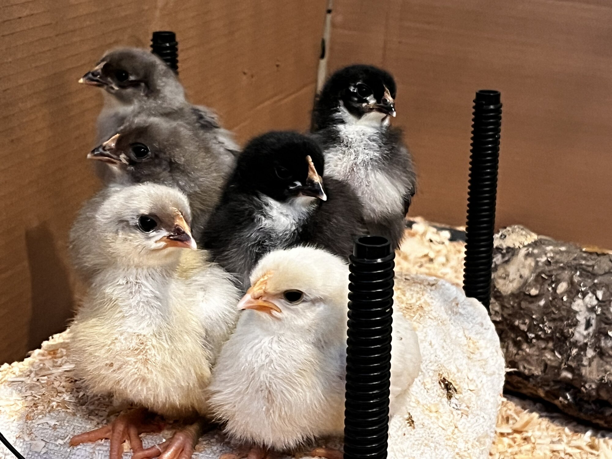 Cutest Baby Fowl Photo Contest—16th Annual 141.jpg
