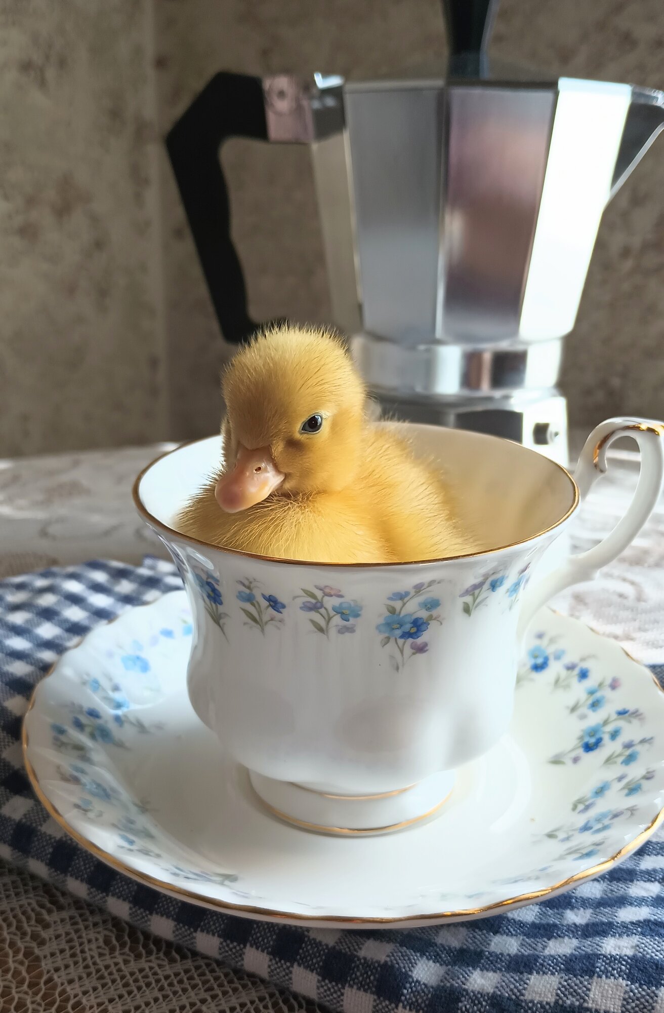 Cutest Baby Fowl Photo Contest—16th Annual 143.jpg