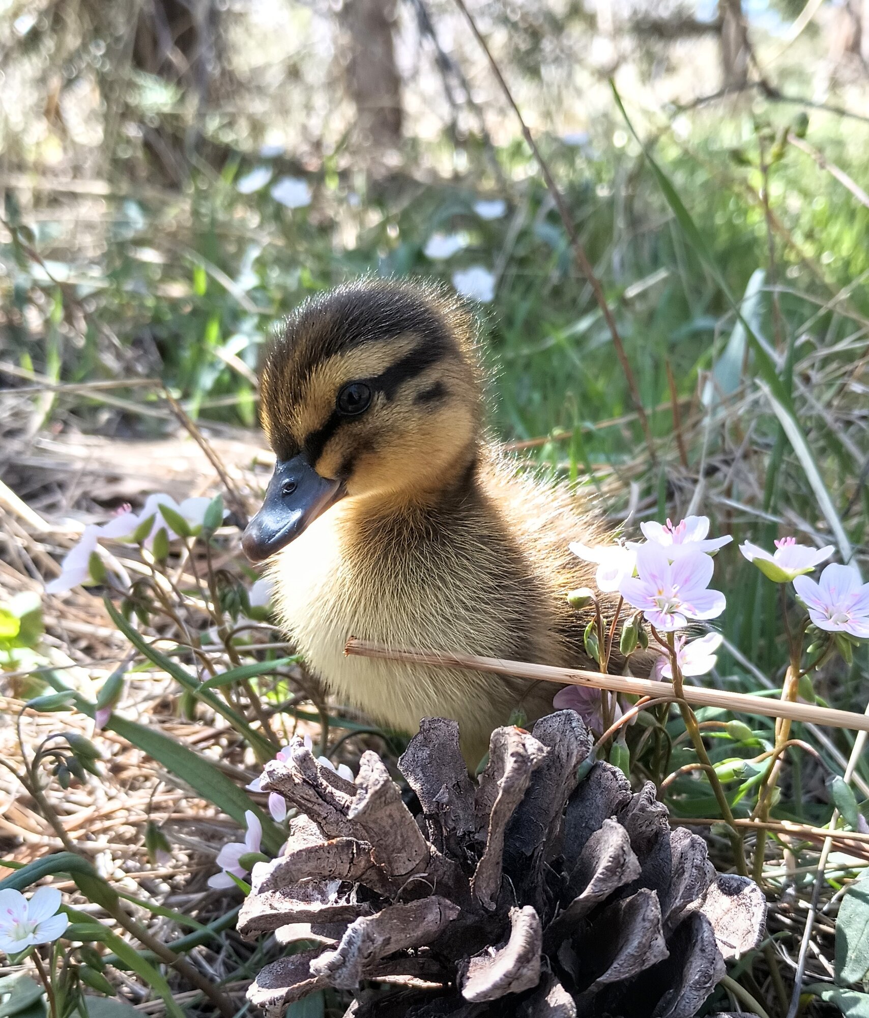 Cutest Baby Fowl Photo Contest—16th Annual 144.jpg