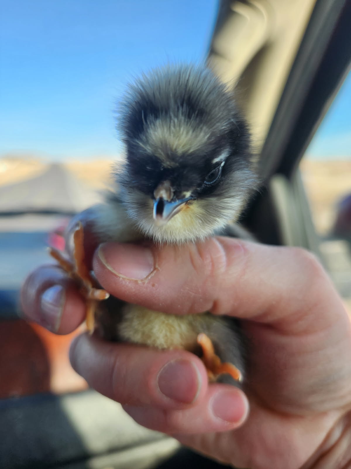 Cutest Baby Fowl Photo Contest—16th Annual 159.jpg