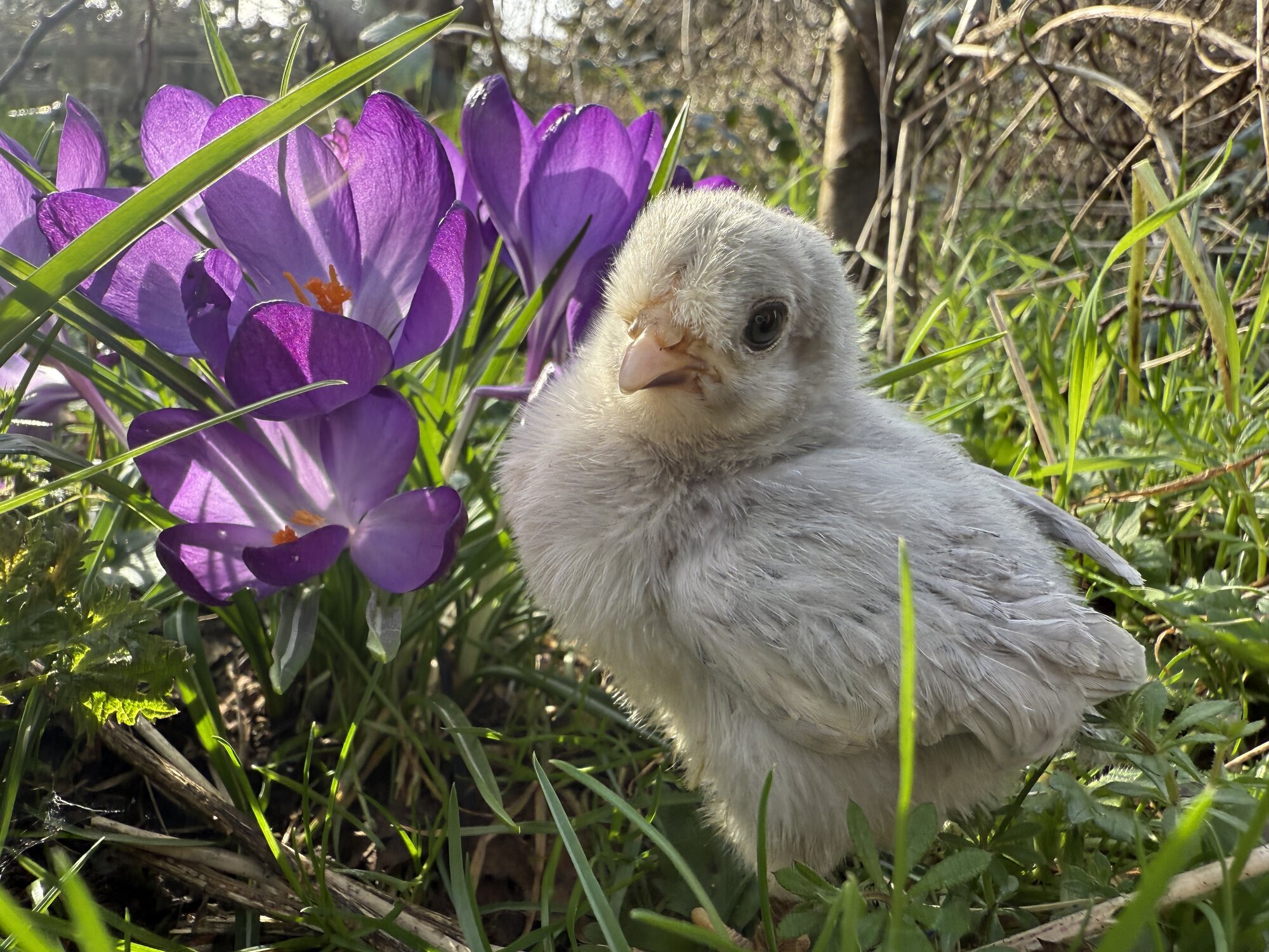 Cutest Baby Fowl Photo Contest—16th Annual 16.jpg