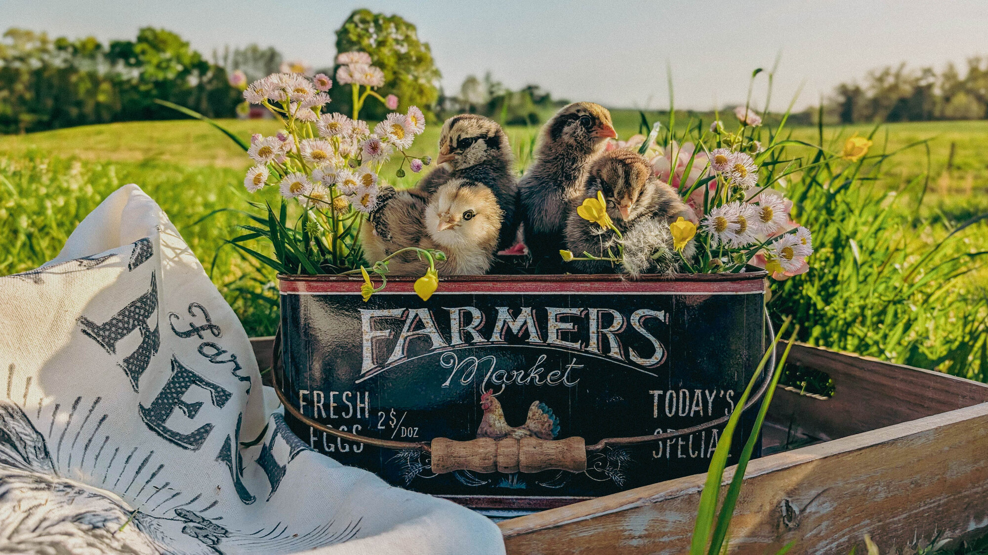 Cutest Baby Fowl Photo Contest—16th Annual 165.jpg
