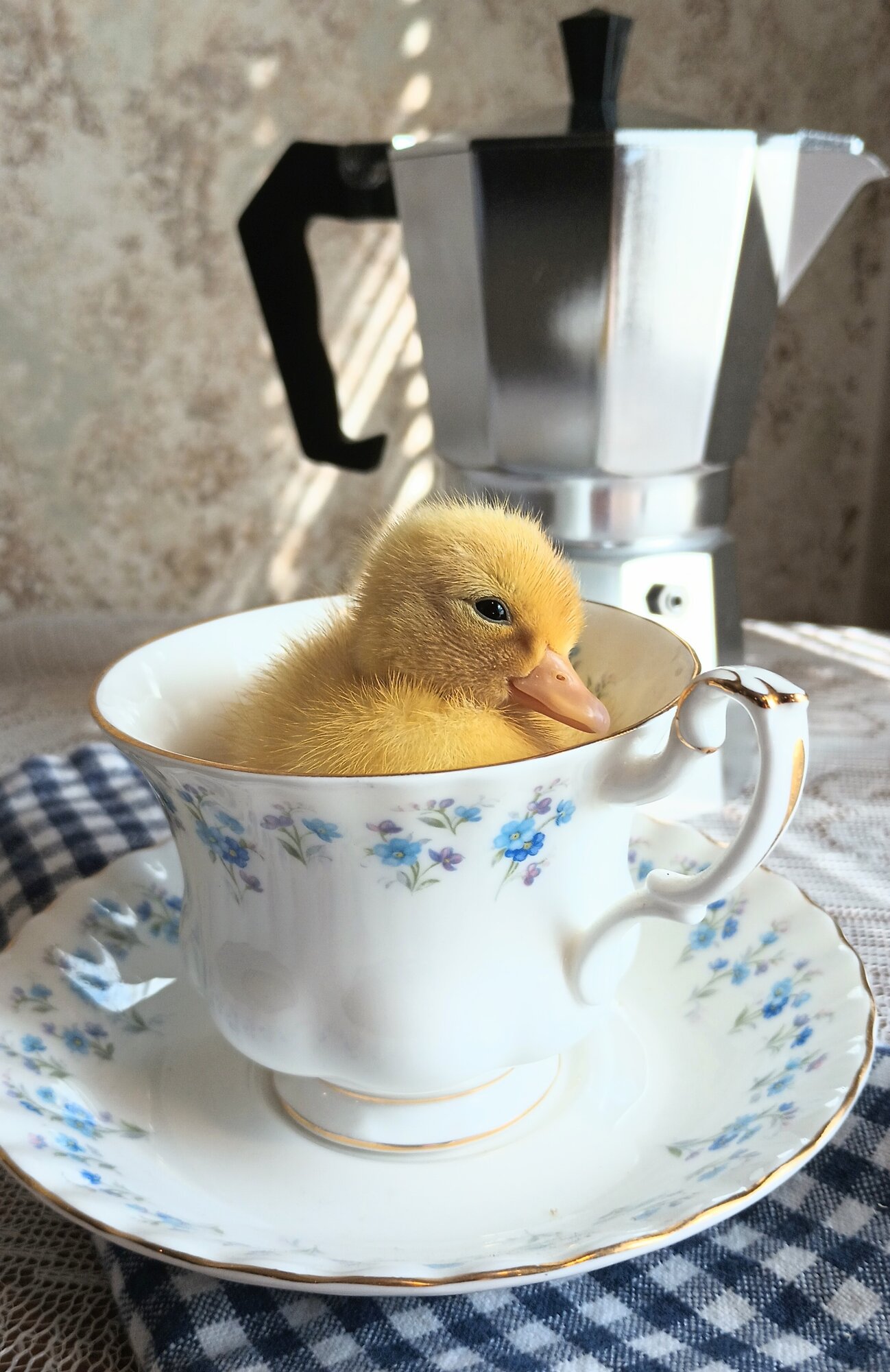 Cutest Baby Fowl Photo Contest—16th Annual 167.jpg