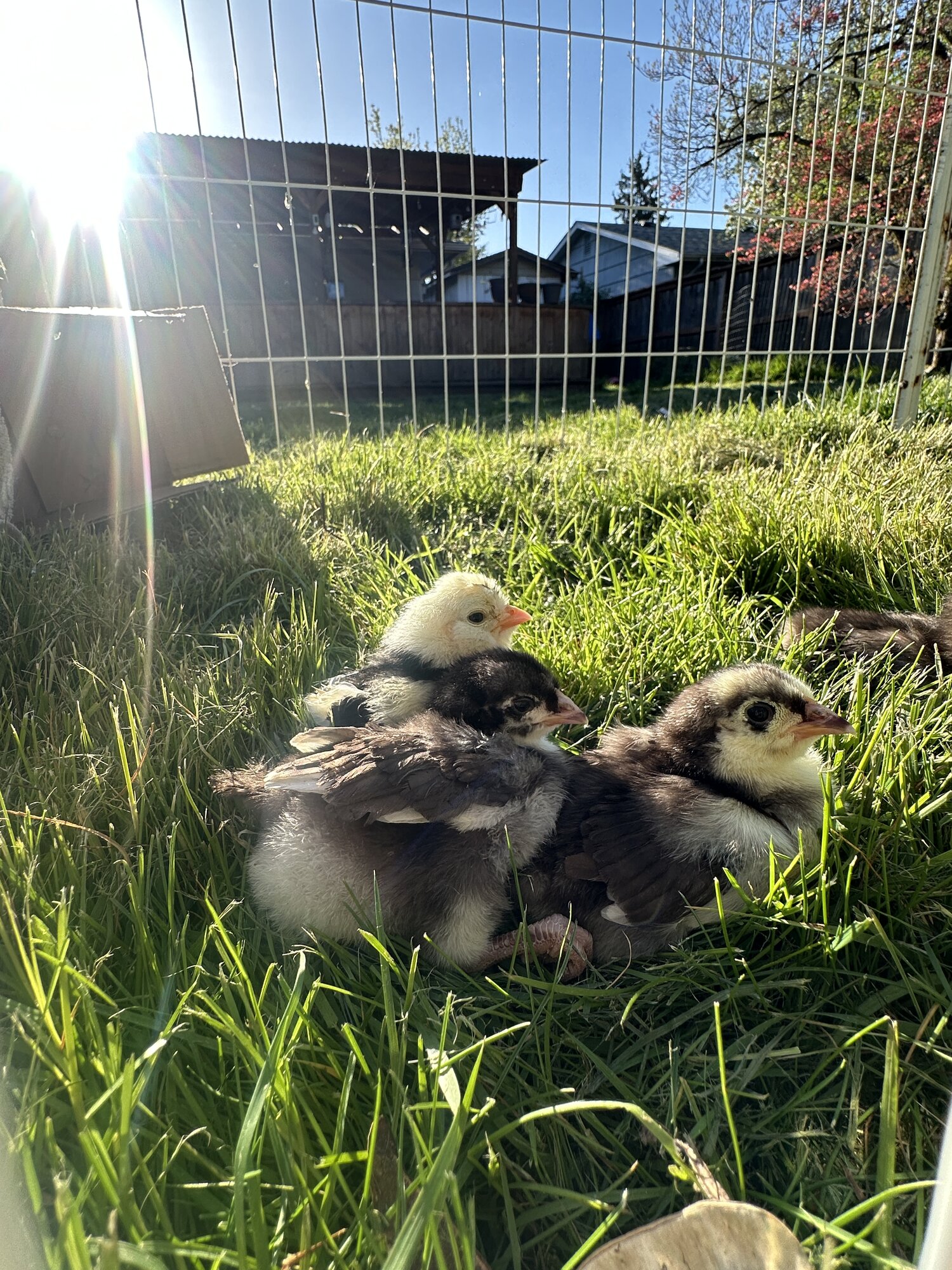 Cutest Baby Fowl Photo Contest—16th Annual 168.jpg