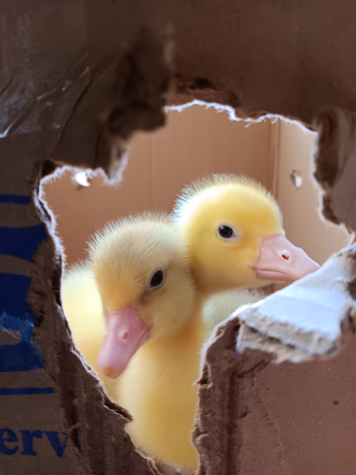 Cutest Baby Fowl Photo Contest—16th Annual 169.jpg
