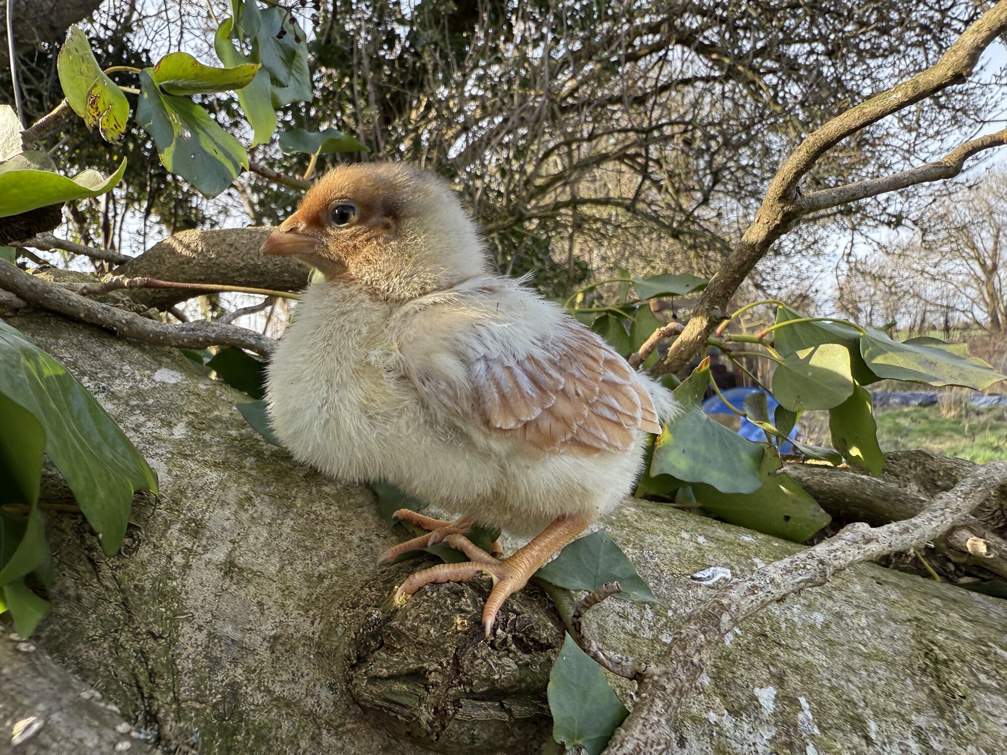 Cutest Baby Fowl Photo Contest—16th Annual 17.jpg