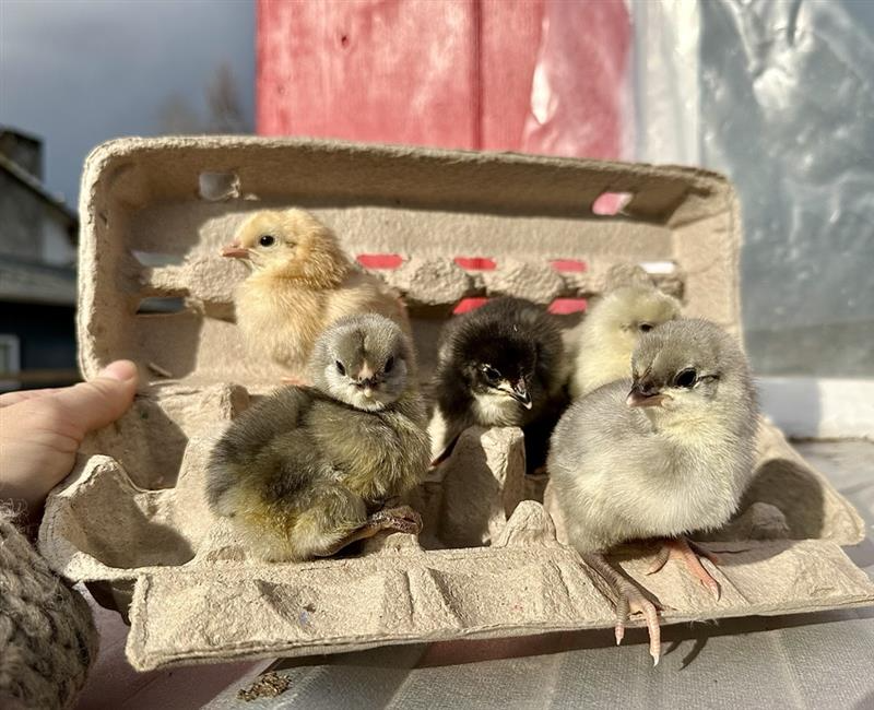 Cutest Baby Fowl Photo Contest—16th Annual 170.png