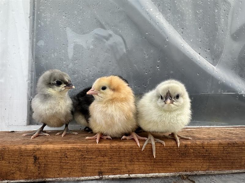 Cutest Baby Fowl Photo Contest—16th Annual 171.png