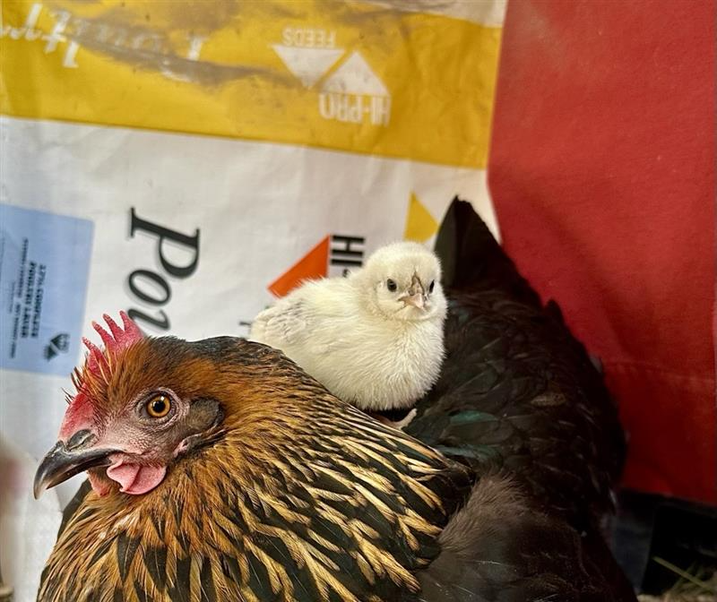 Cutest Baby Fowl Photo Contest—16th Annual 172.png