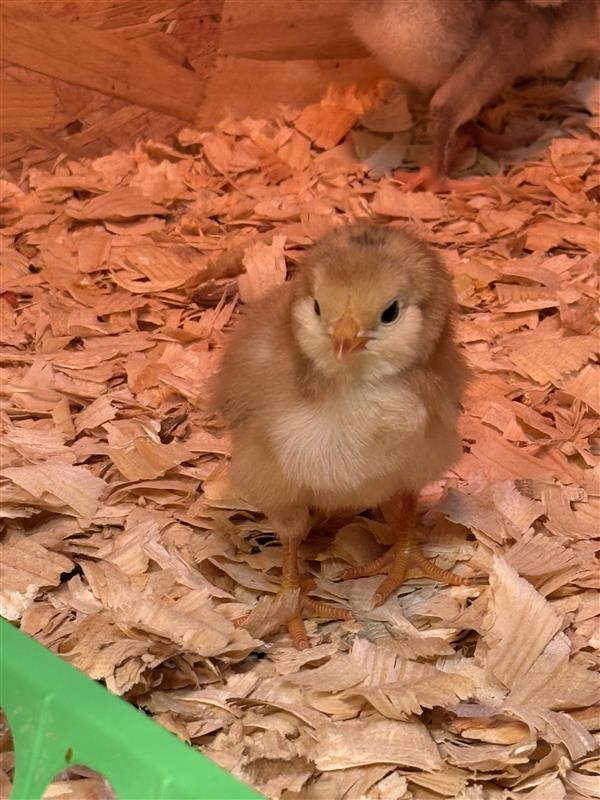 Cutest Baby Fowl Photo Contest—16th Annual 173.png