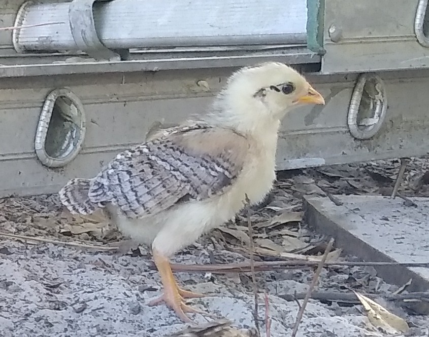 Cutest Baby Fowl Photo Contest—16th Annual 176.jpg