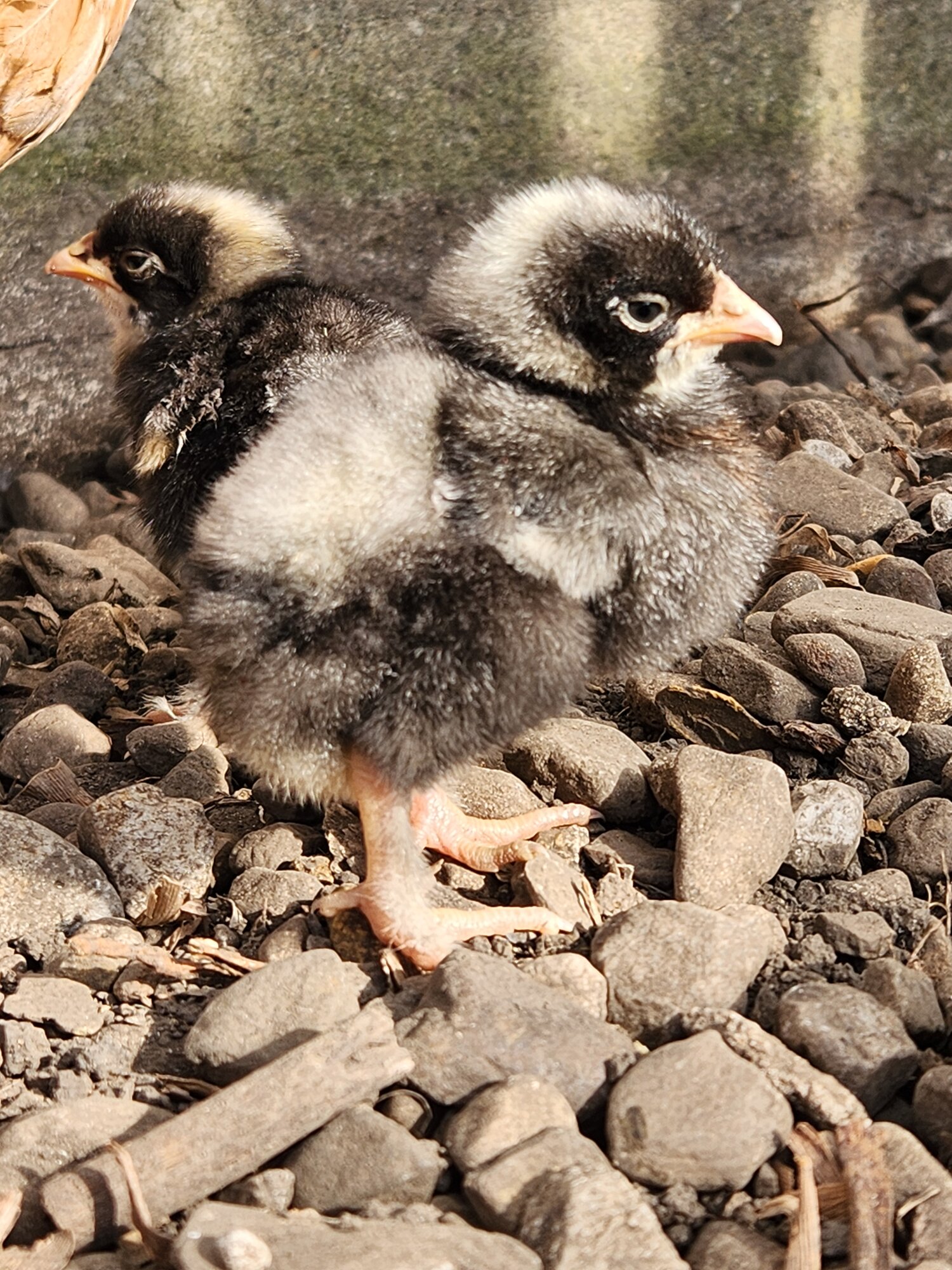 Cutest Baby Fowl Photo Contest—16th Annual 177.jpg