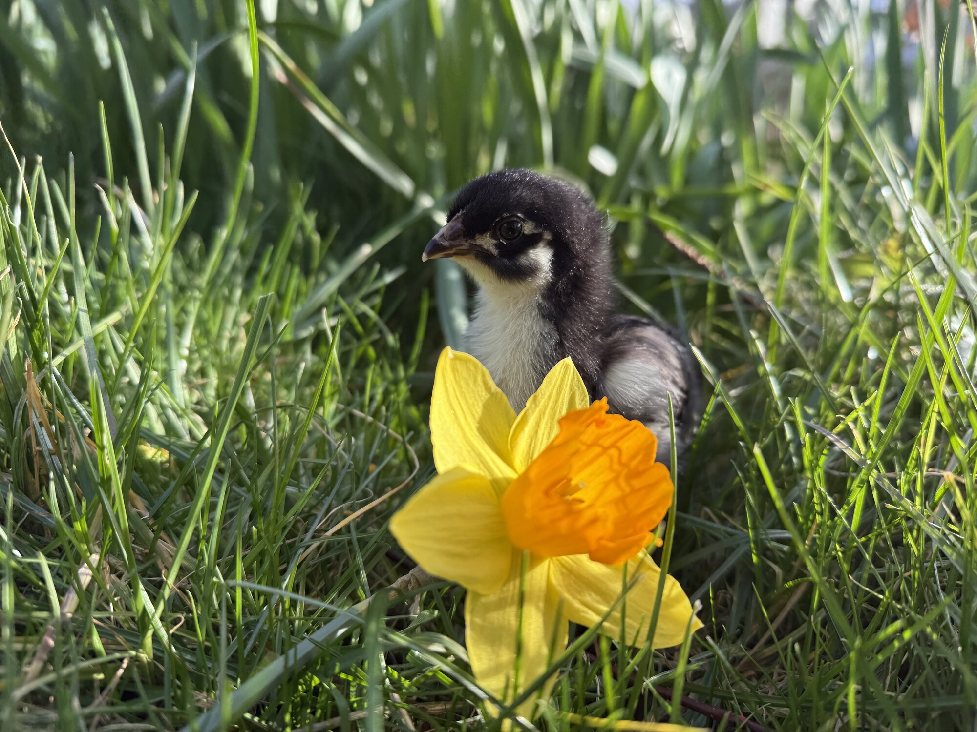 Cutest Baby Fowl Photo Contest—16th Annual 18.jpg