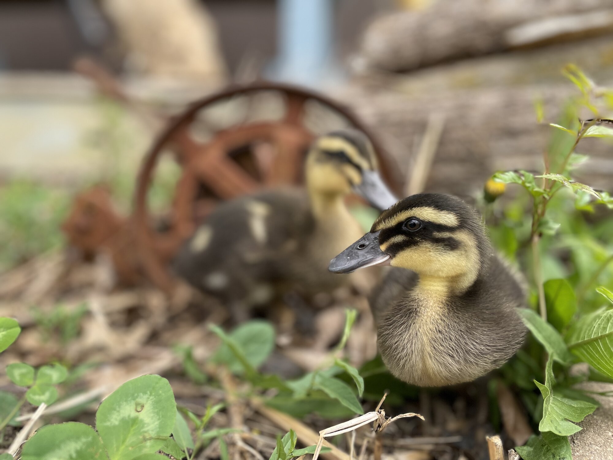 Cutest Baby Fowl Photo Contest—16th Annual 180.jpg