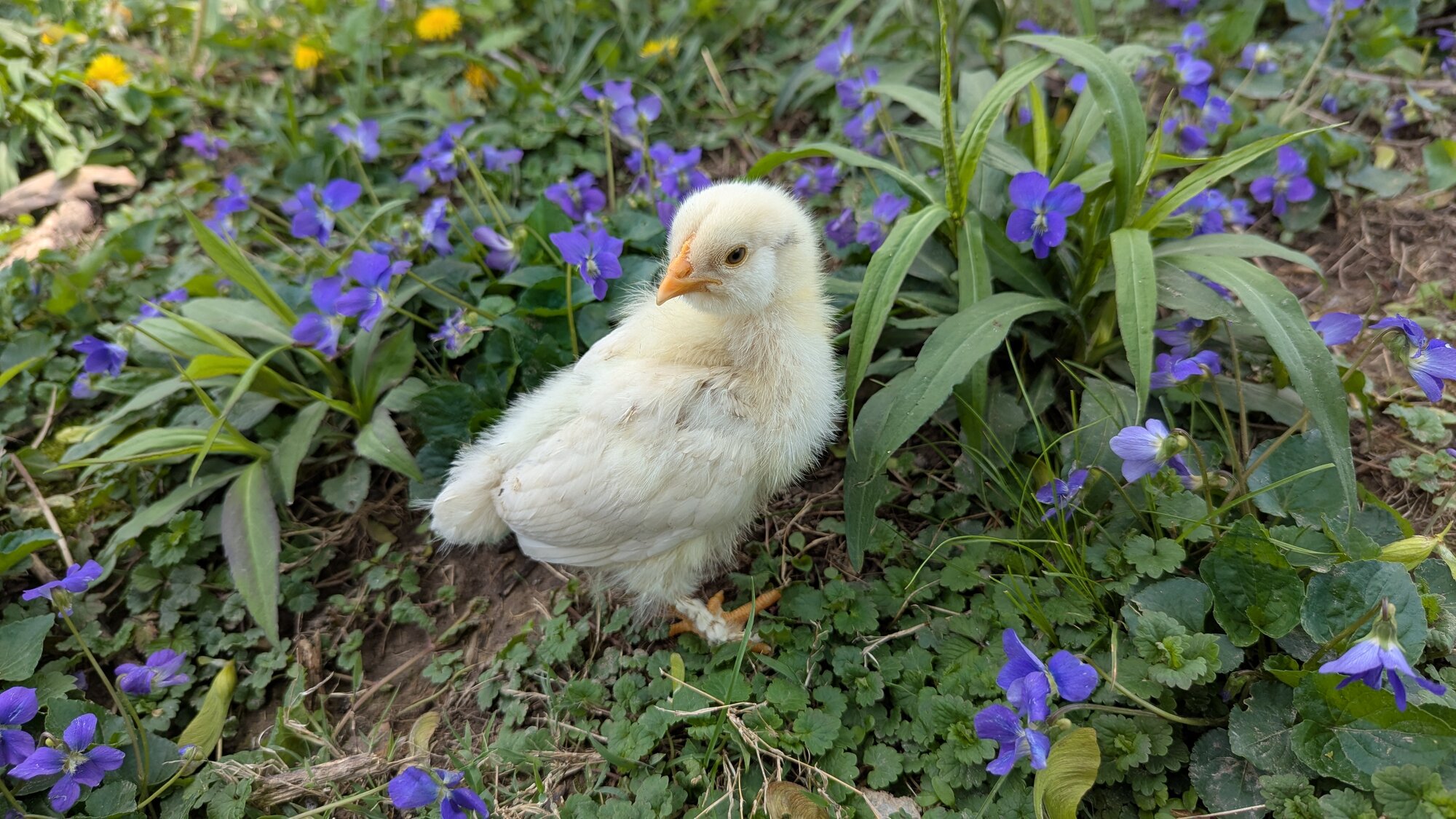 Cutest Baby Fowl Photo Contest—16th Annual 187.jpg