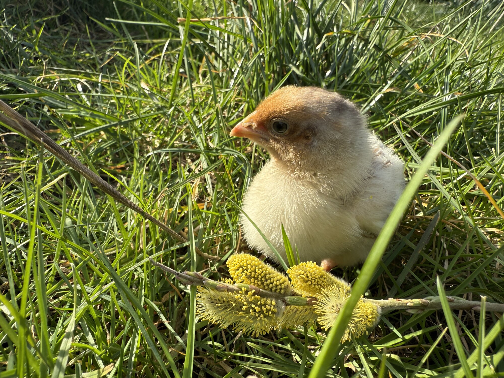 Cutest Baby Fowl Photo Contest—16th Annual 19.jpg
