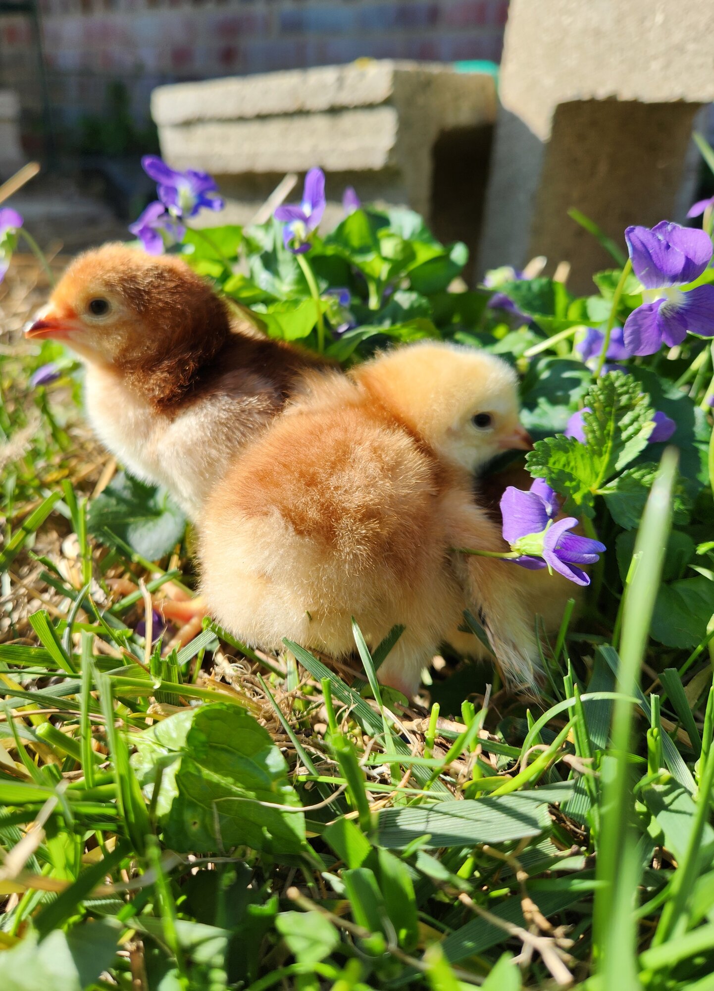 Cutest Baby Fowl Photo Contest—16th Annual 194.jpg