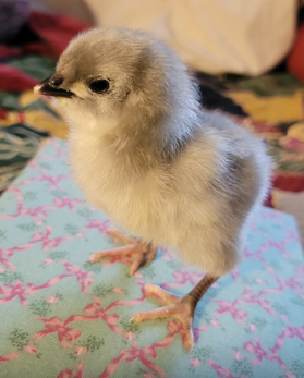 Cutest Baby Fowl Photo Contest—16th Annual 2.png