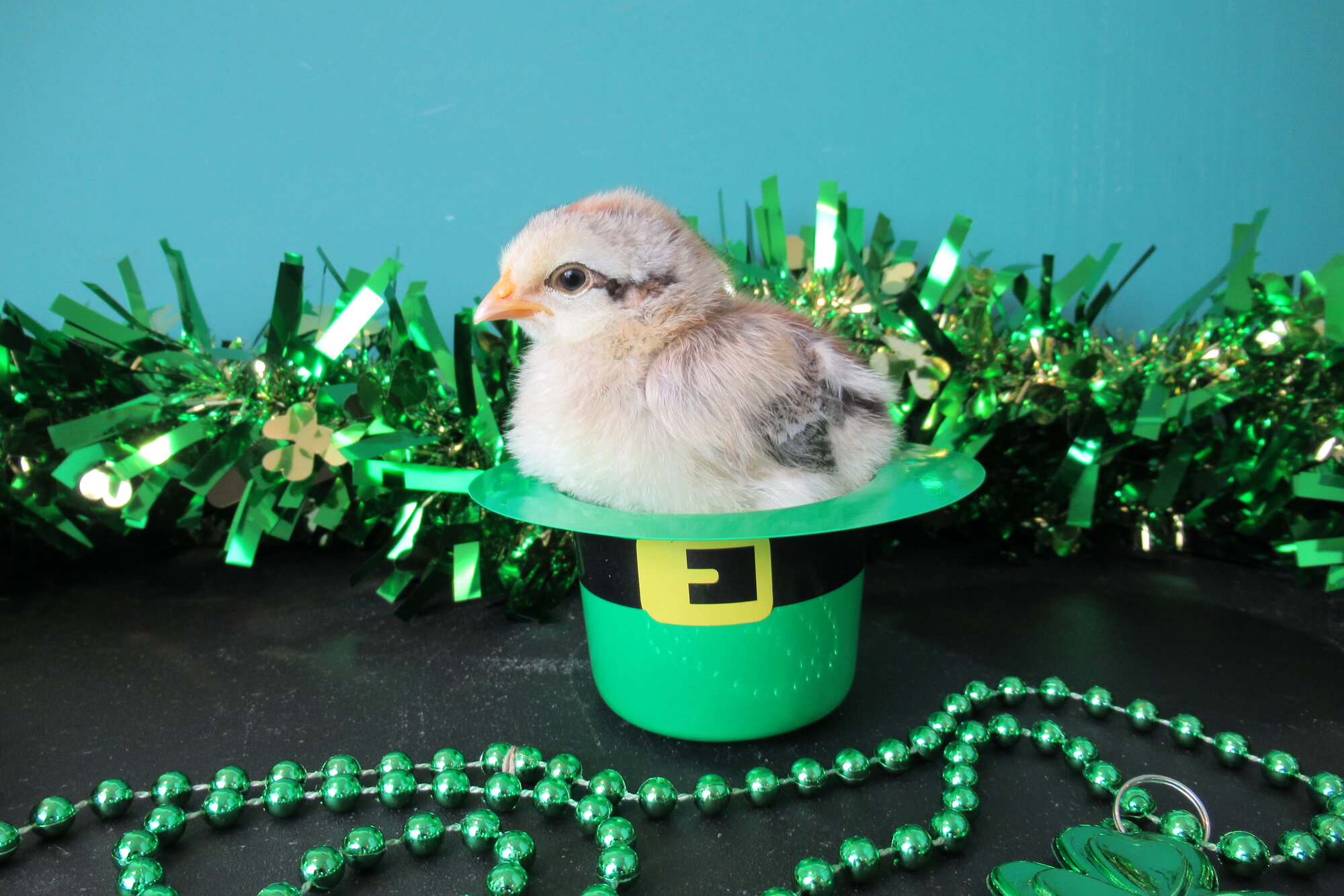 Cutest Baby Fowl Photo Contest—16th Annual 207.jpg