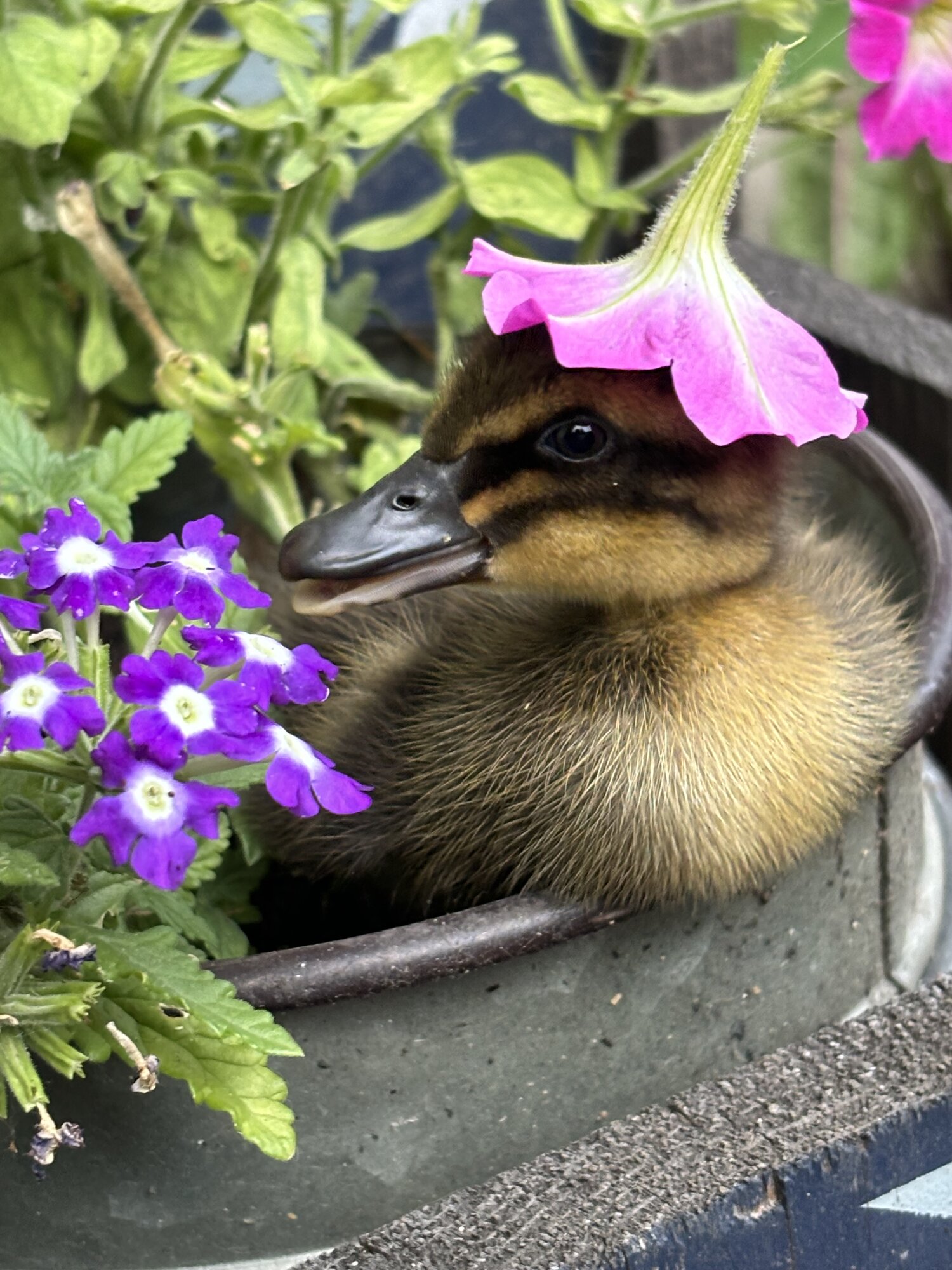 Cutest Baby Fowl Photo Contest—16th Annual 21.jpg