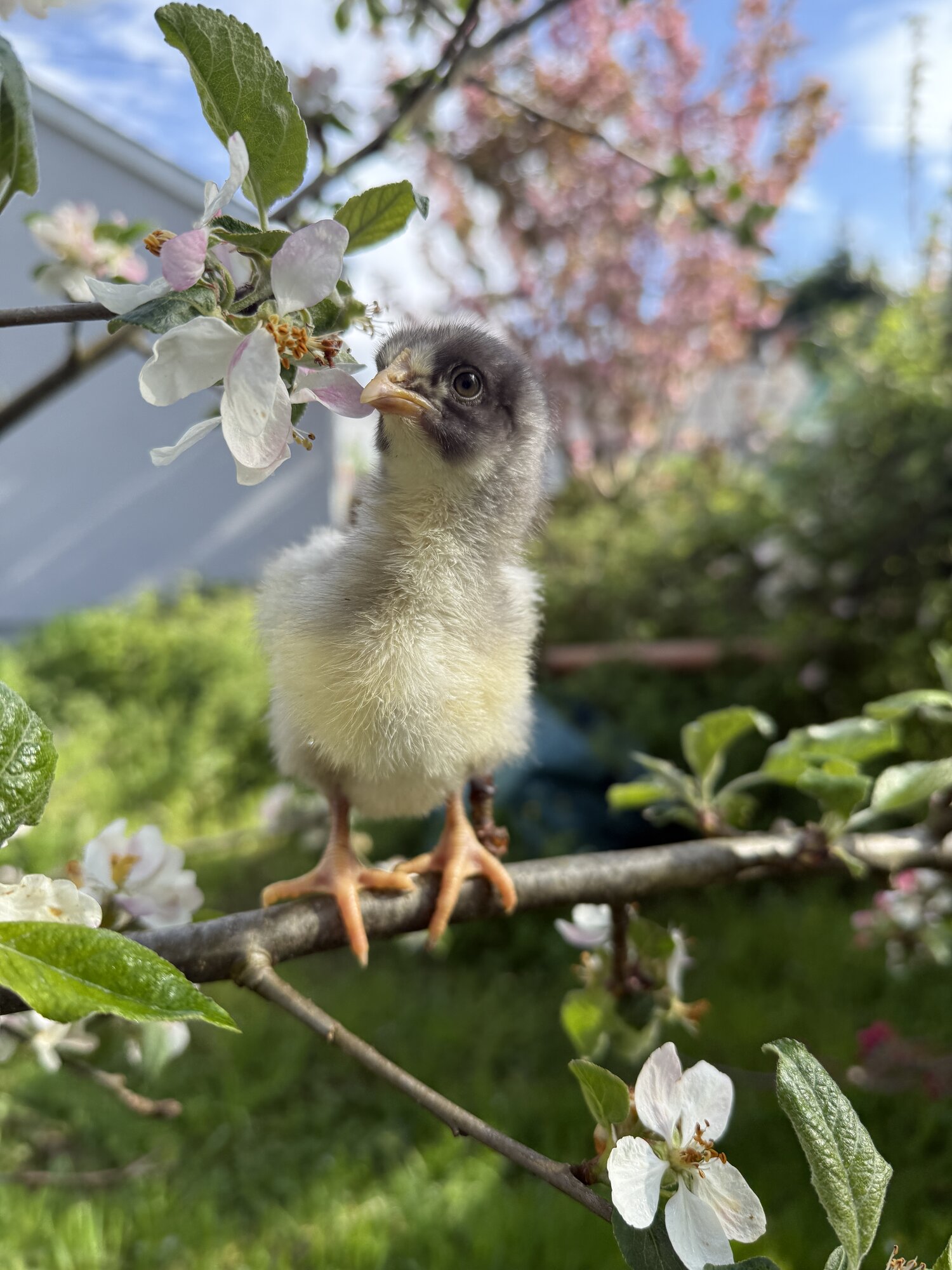 Cutest Baby Fowl Photo Contest—16th Annual 210.jpg