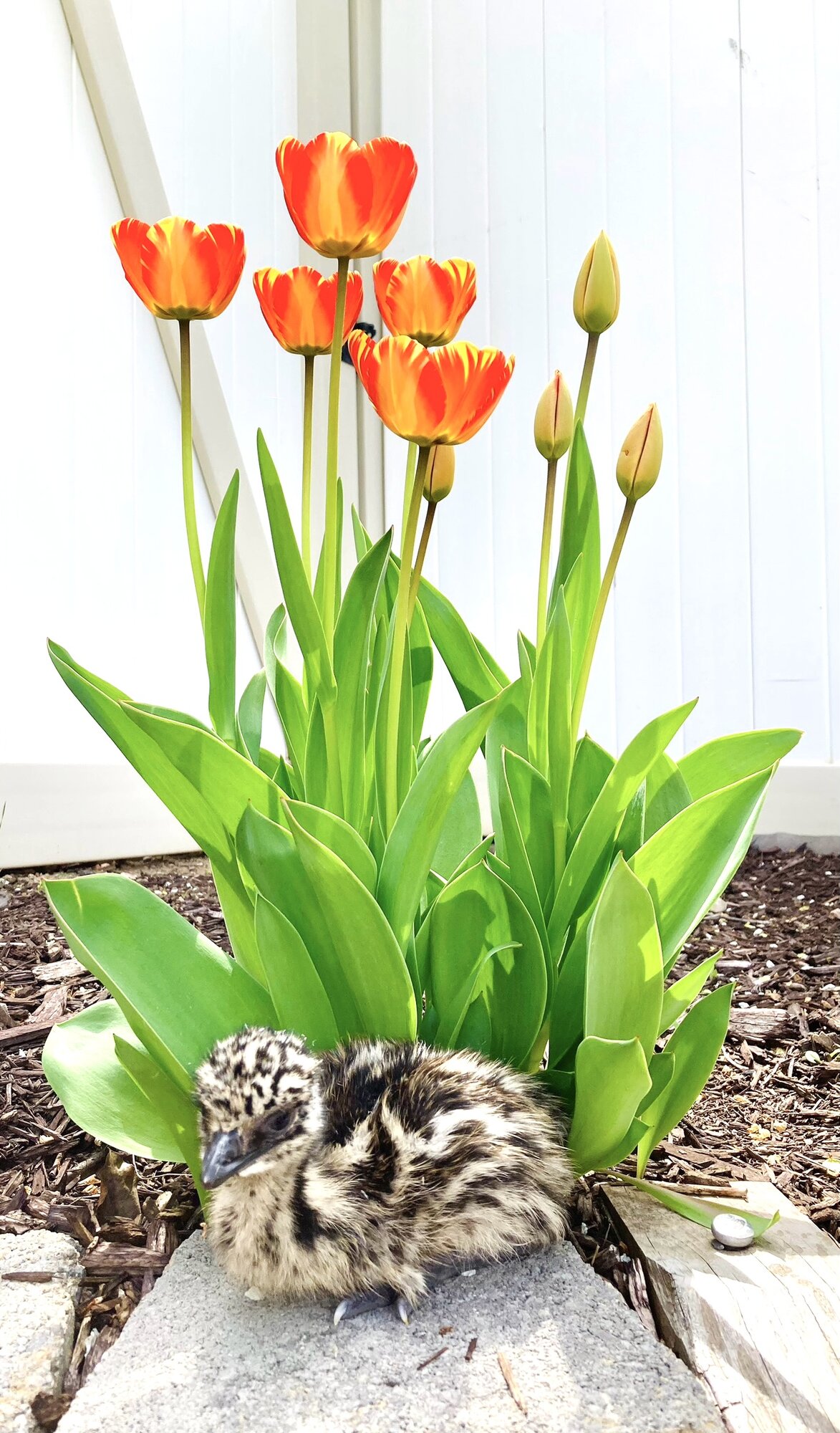Cutest Baby Fowl Photo Contest—16th Annual 212.jpg