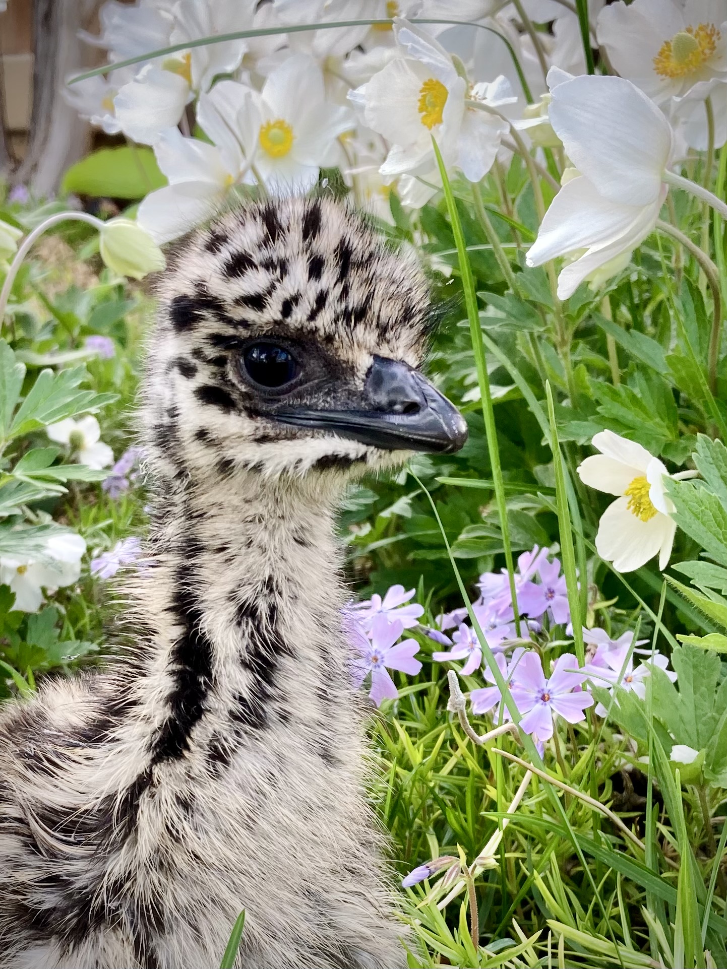 Cutest Baby Fowl Photo Contest—16th Annual 213.jpg