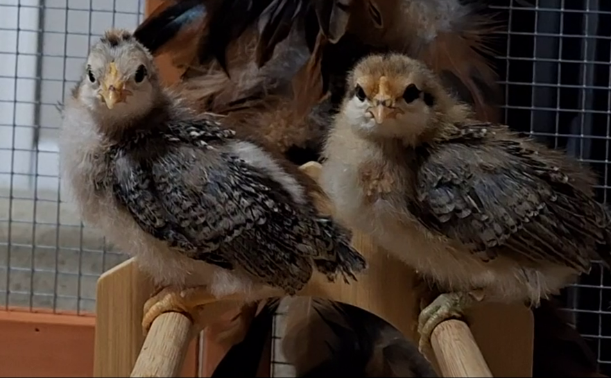 Cutest Baby Fowl Photo Contest—16th Annual 214.png