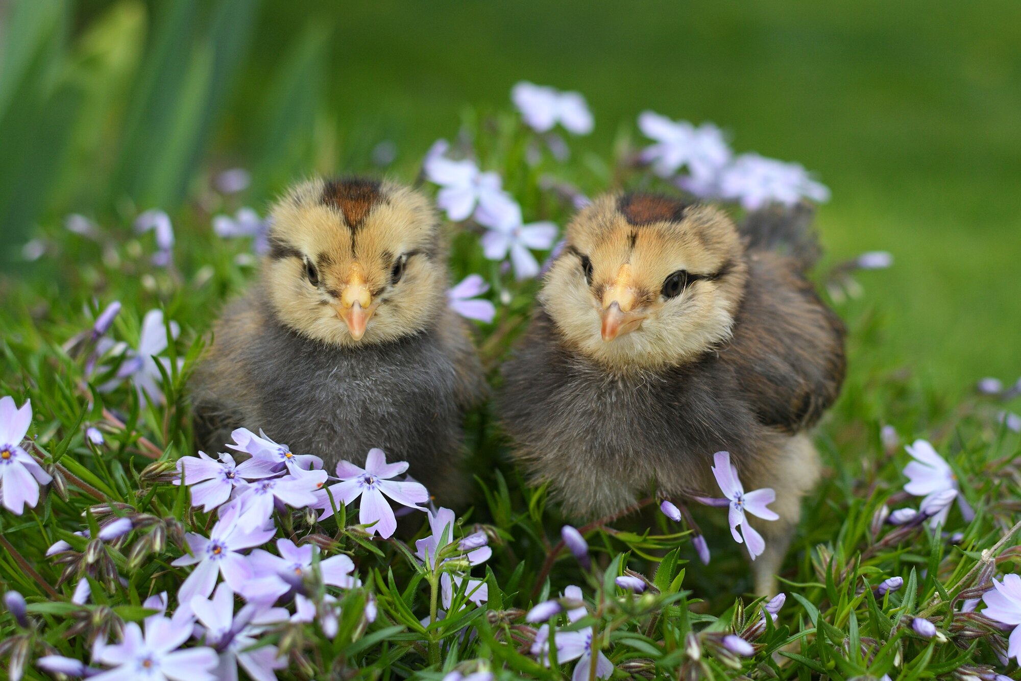 Cutest Baby Fowl Photo Contest—16th Annual 215.jpg