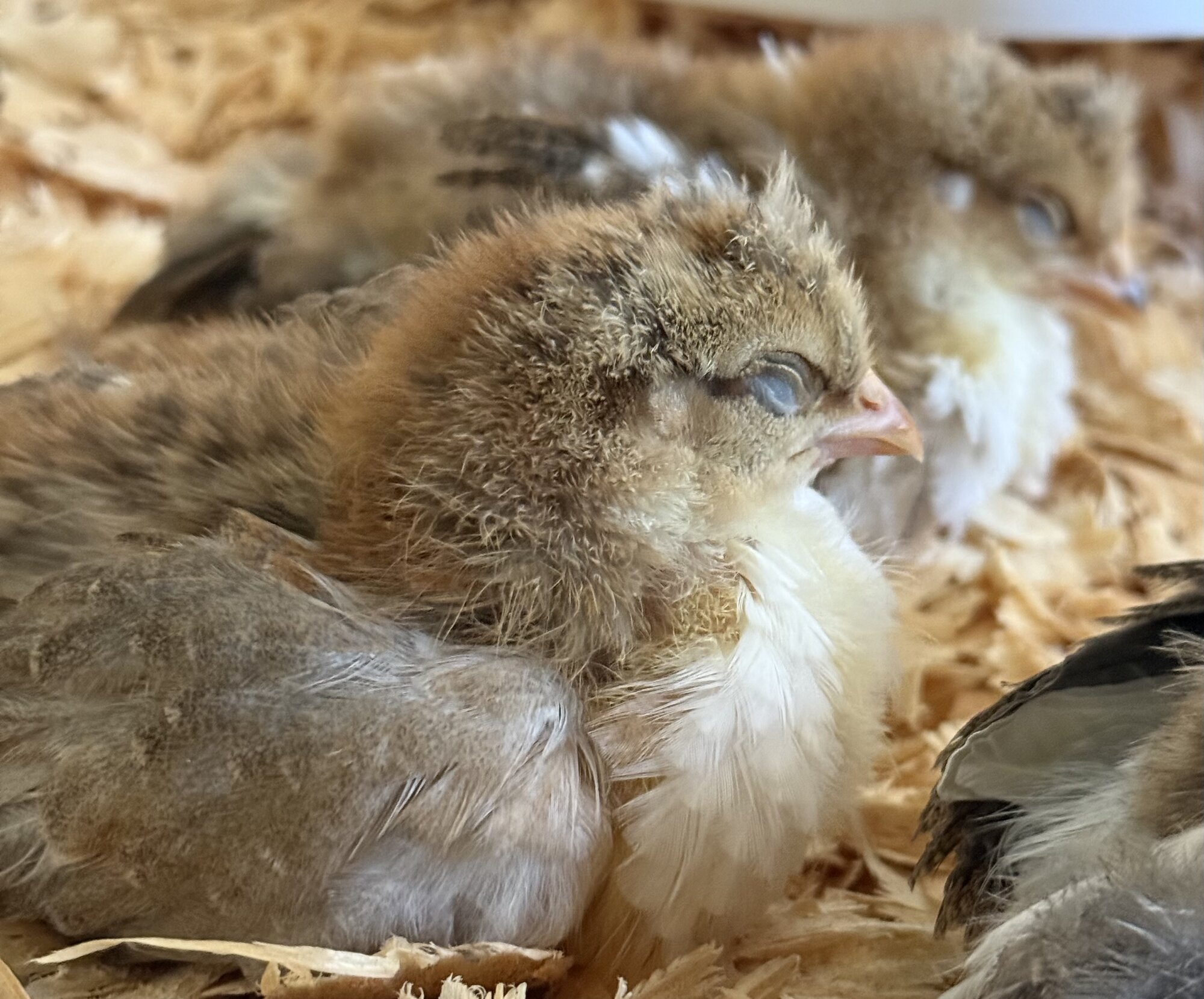 Cutest Baby Fowl Photo Contest—16th Annual 218.jpg