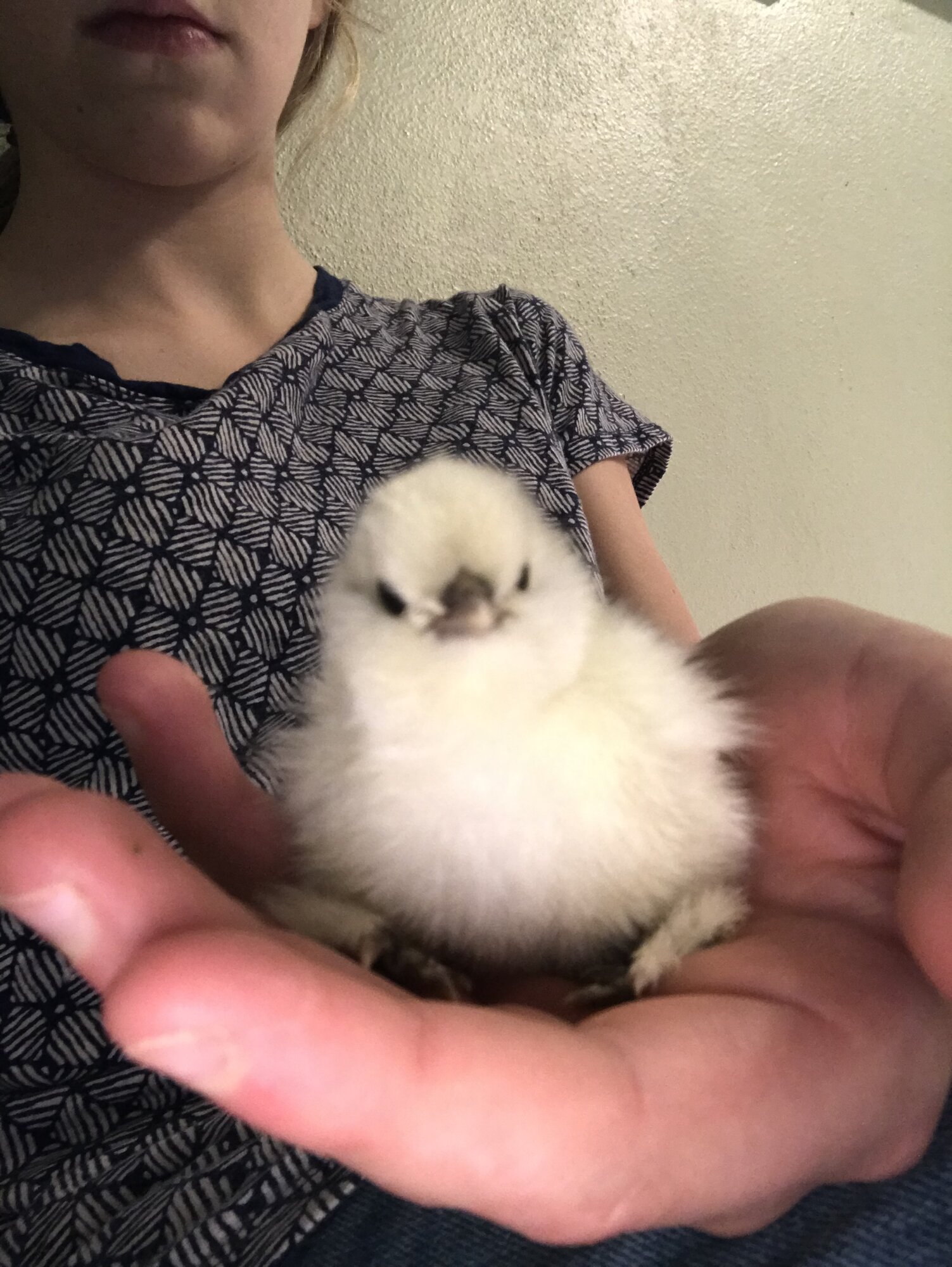 Cutest Baby Fowl Photo Contest—16th Annual 22.jpg