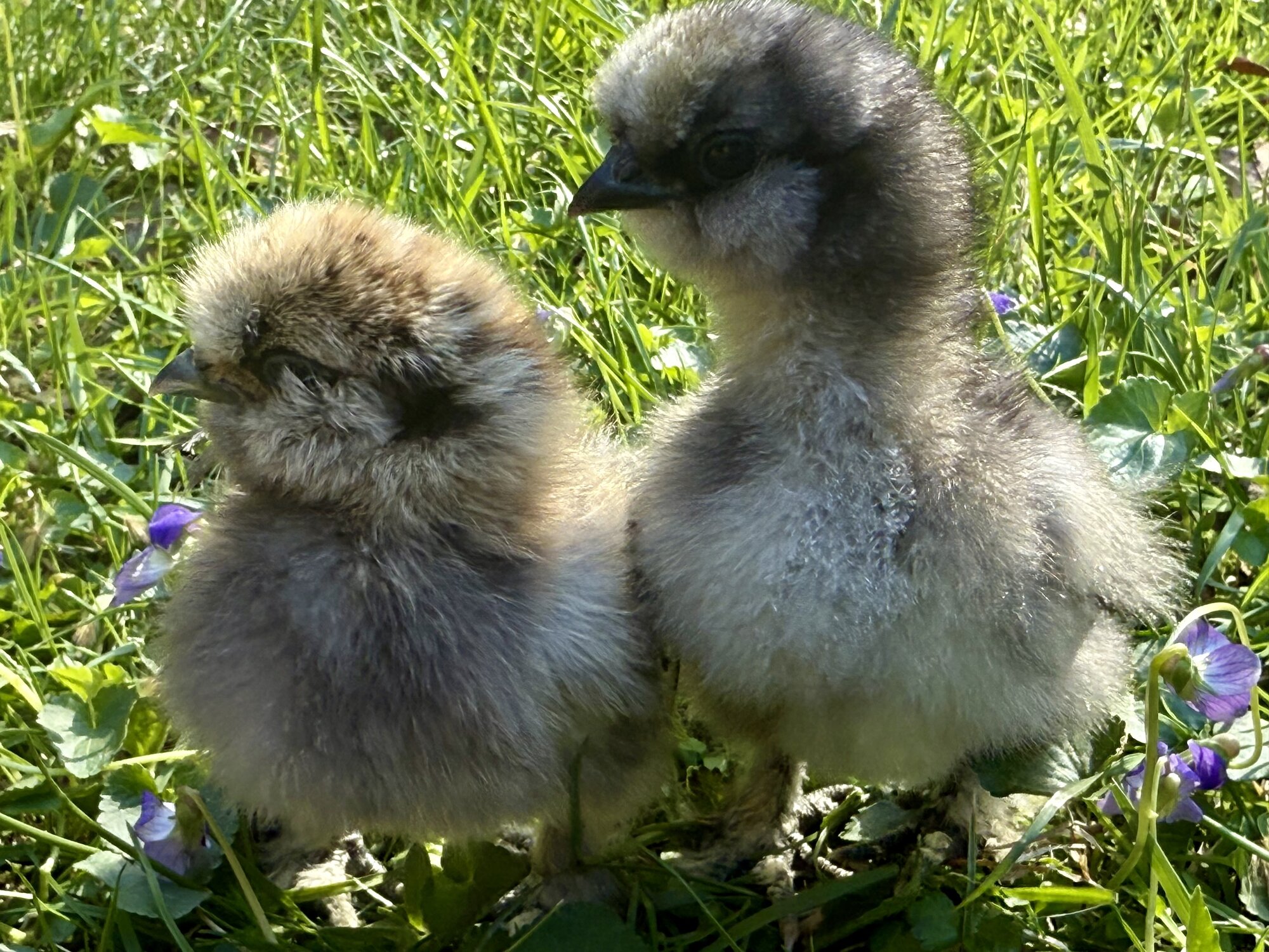 Cutest Baby Fowl Photo Contest—16th Annual 221.jpg