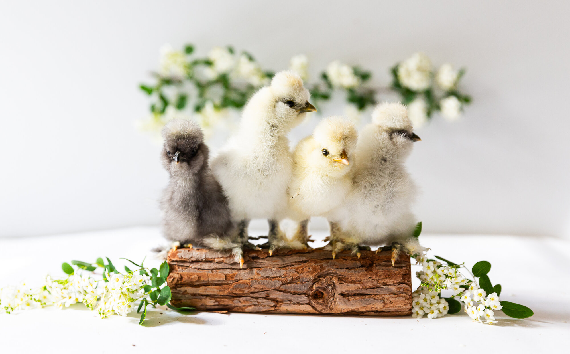 Cutest Baby Fowl Photo Contest—16th Annual 222.jpg