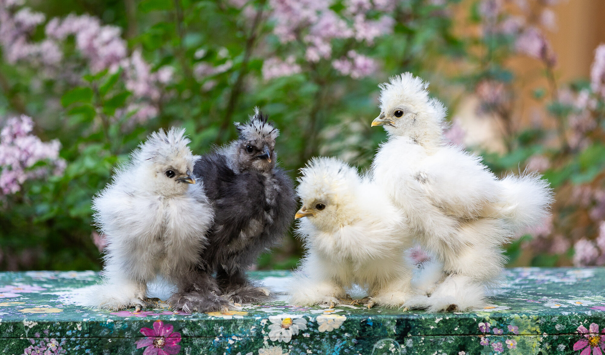 Cutest Baby Fowl Photo Contest—16th Annual 223.jpg