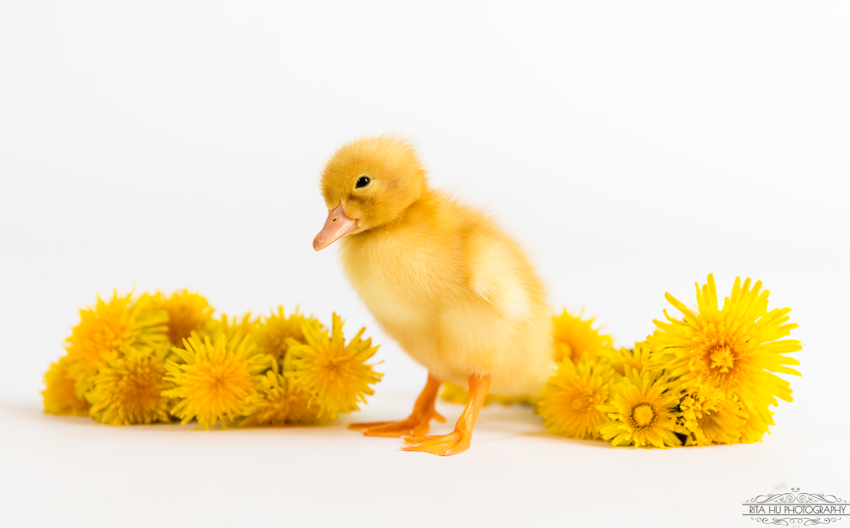 Cutest Baby Fowl Photo Contest—16th Annual 224.jpg