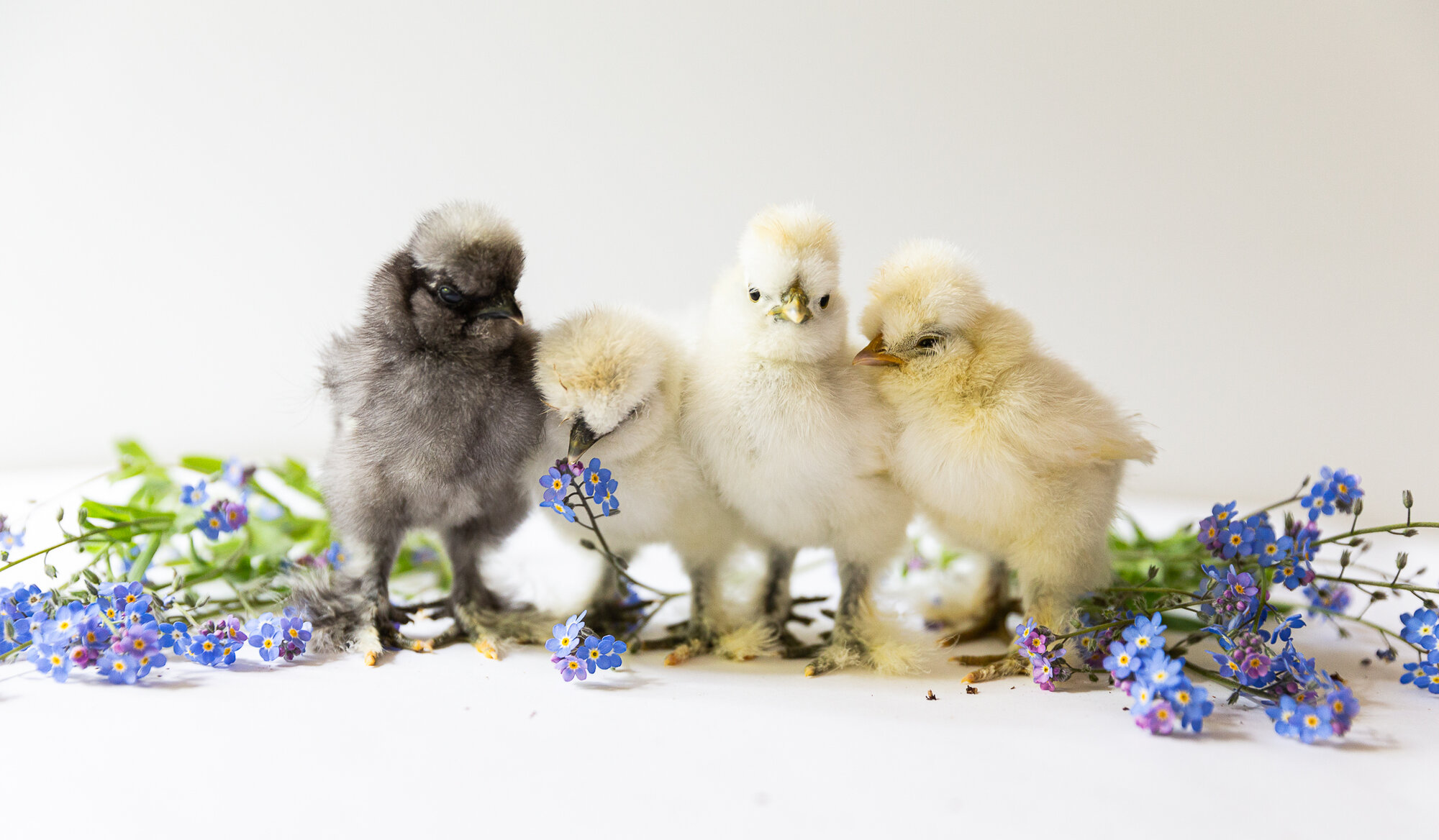 Cutest Baby Fowl Photo Contest—16th Annual 225.jpg