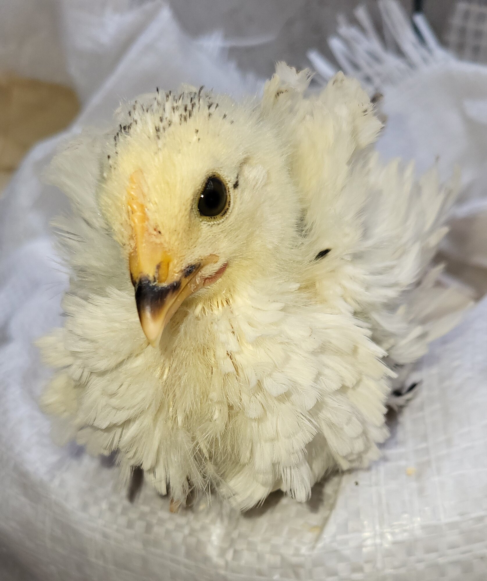 Cutest Baby Fowl Photo Contest—16th Annual 226.jpg